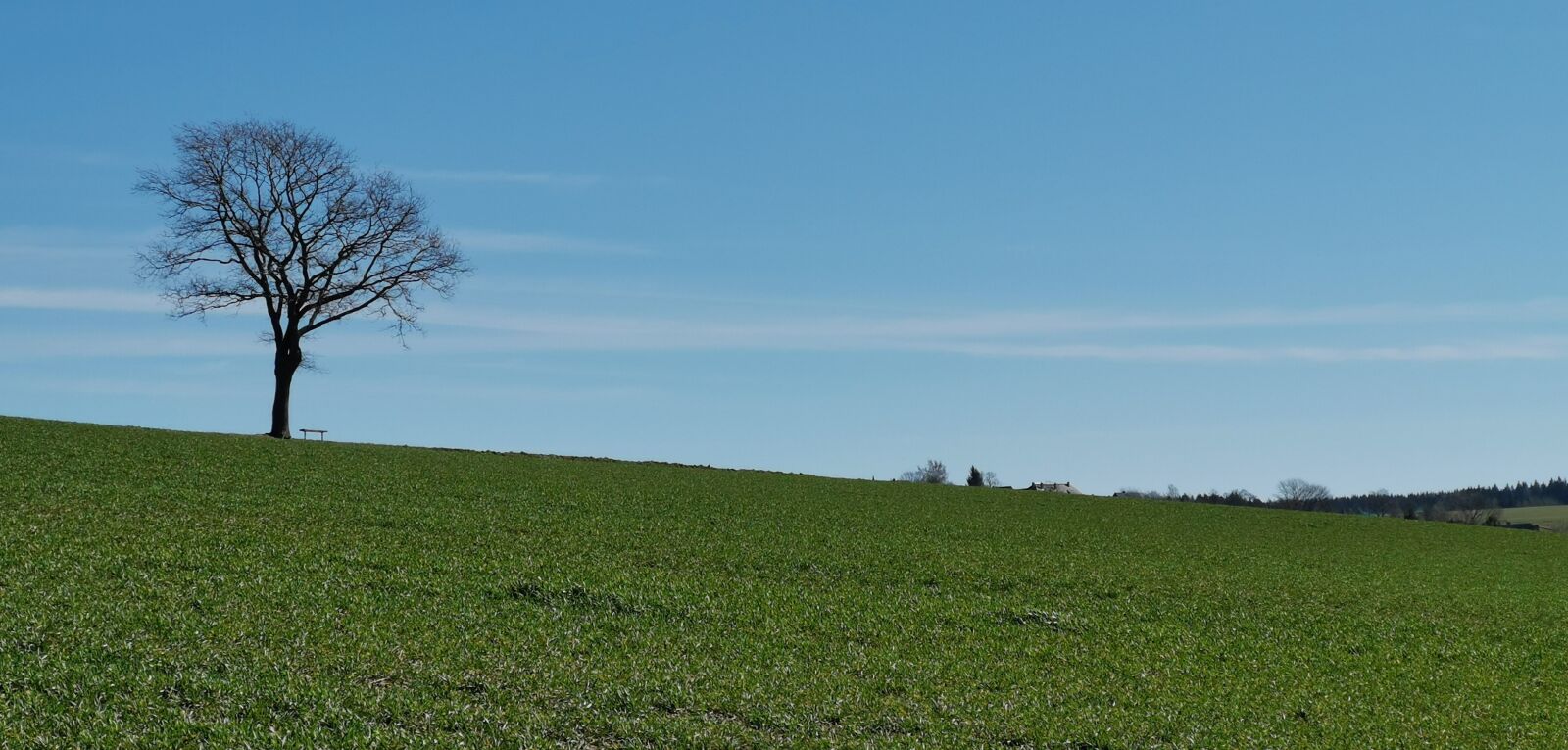 HUAWEI Mate 20 Pro sample photo. Landscape, tree, field photography