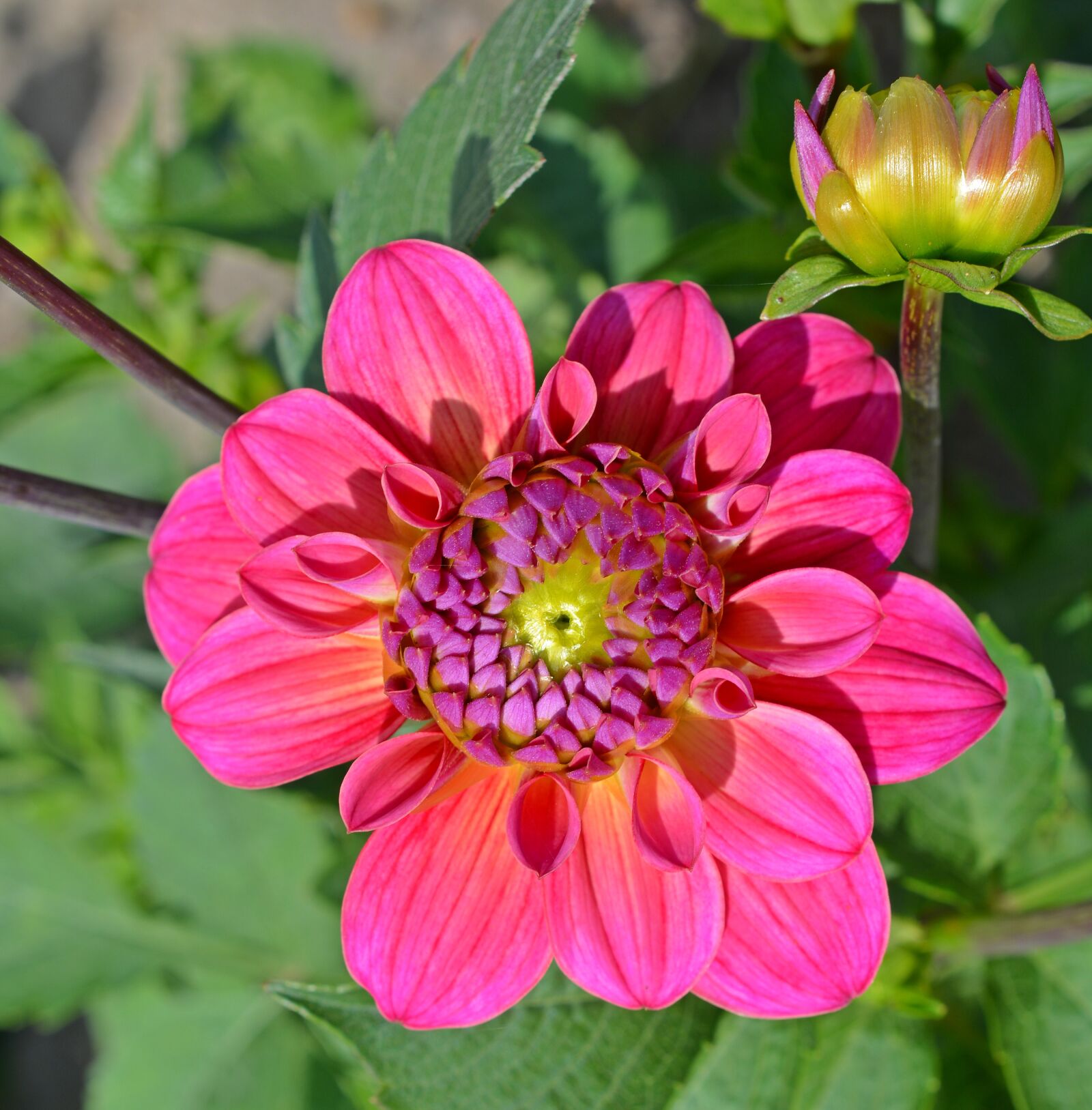 Nikon D5200 sample photo. Dahlia, blossom, bloom photography