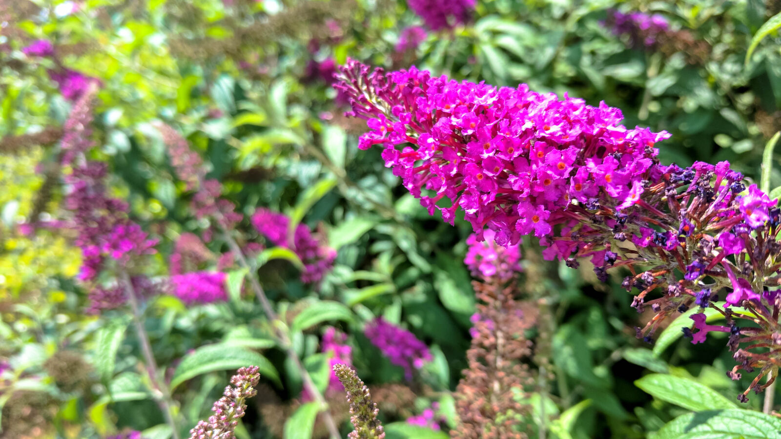 Google Pixel XL sample photo. Beautiful, flowers, flower, flowers photography