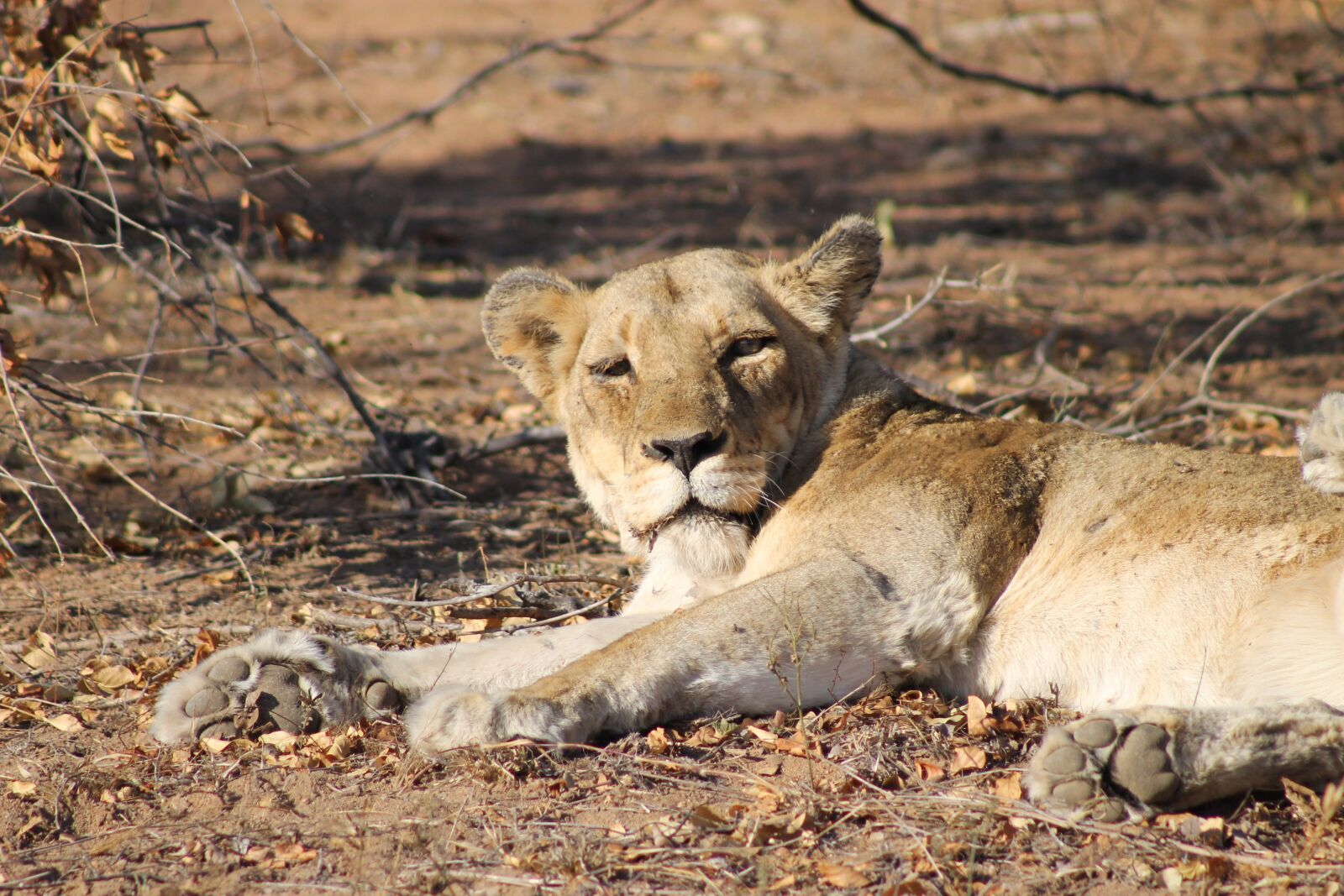 Canon EOS 1100D (EOS Rebel T3 / EOS Kiss X50) + Canon EF 75-300mm f/4-5.6 sample photo. Lion, lioness, africa photography