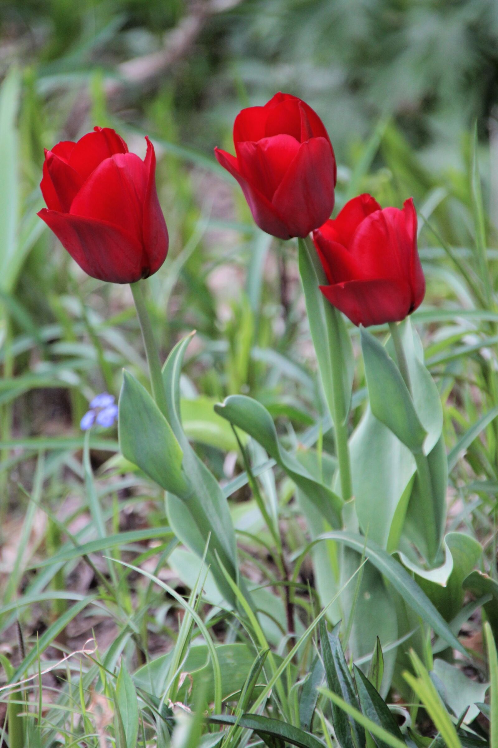 Canon EOS 500D (EOS Rebel T1i / EOS Kiss X3) sample photo. Tulips, red, flowers photography