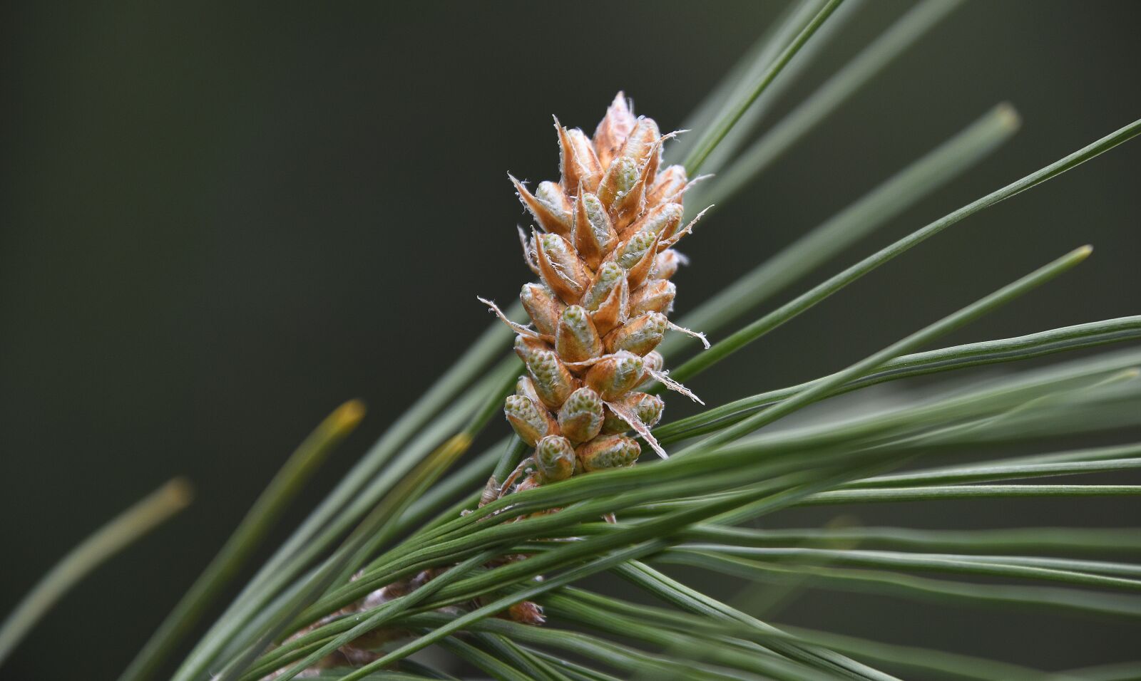 Nikon D7200 sample photo. Nature, tree, outdoors photography