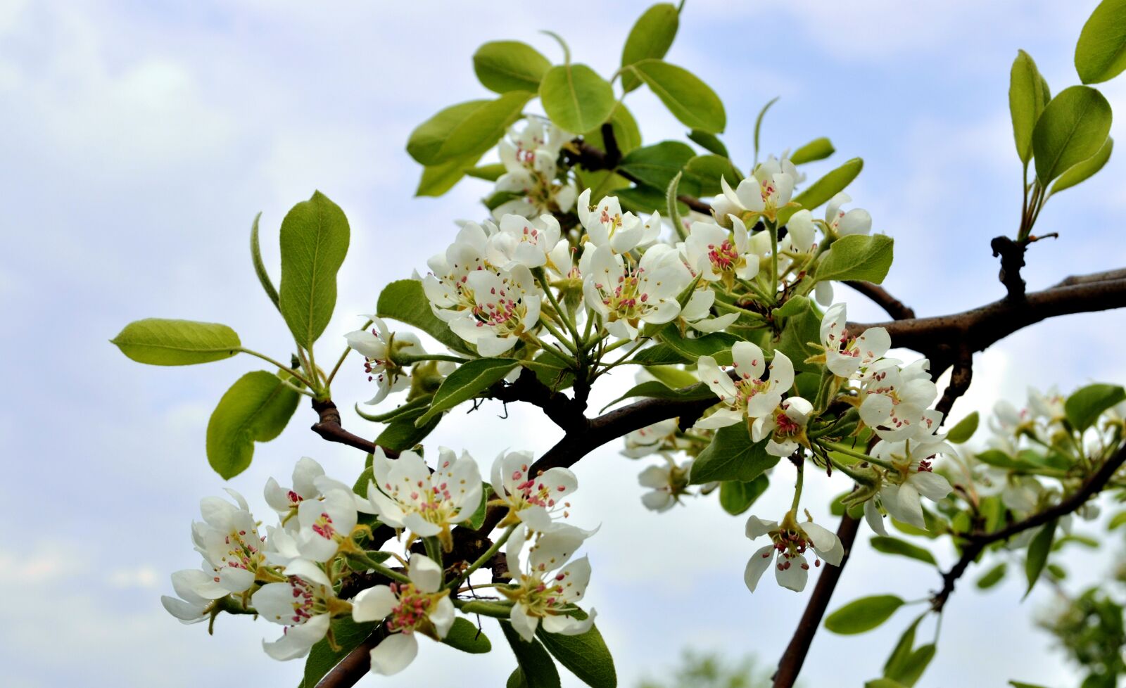 Nikon D5000 sample photo. Spring, sad, pear tree photography