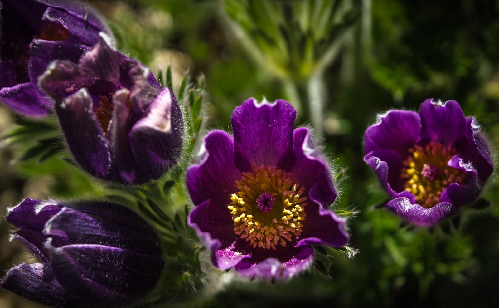 Nikon D3200 sample photo. Flower, spring, nature photography