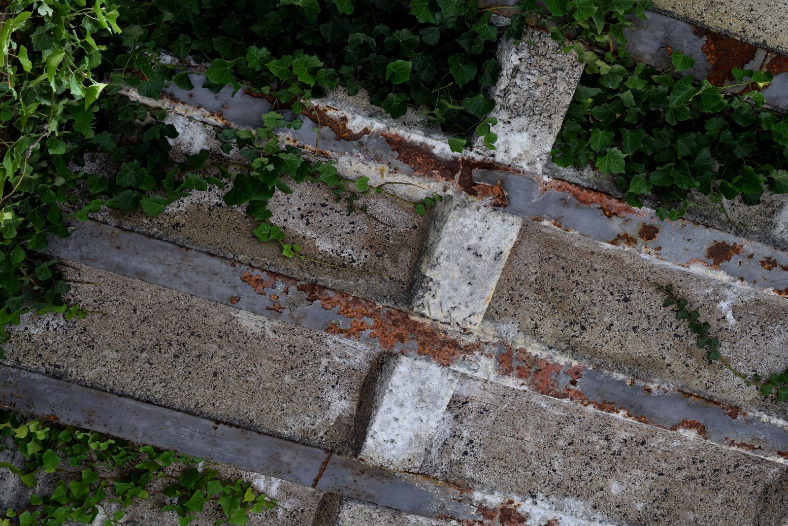 Nikon D5300 sample photo. Climbing ivy, rust, rusted photography