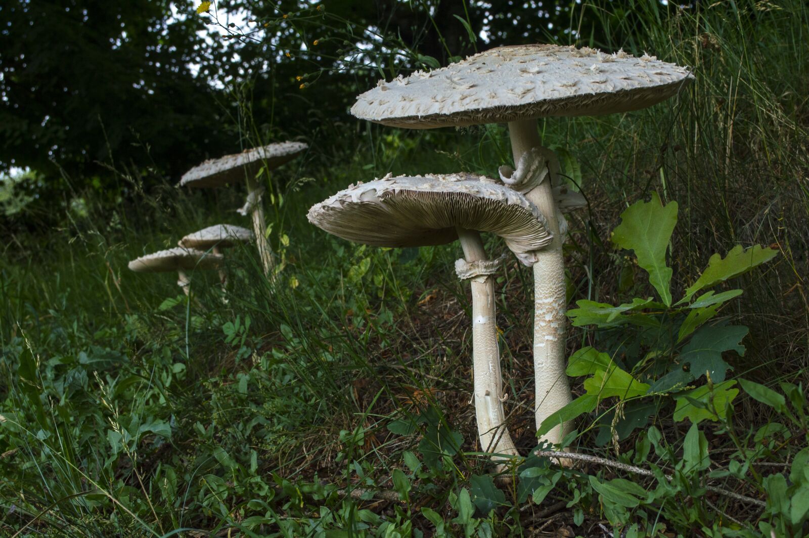 Nikon D3200 sample photo. Mushroom, boletes, giant schirmling photography