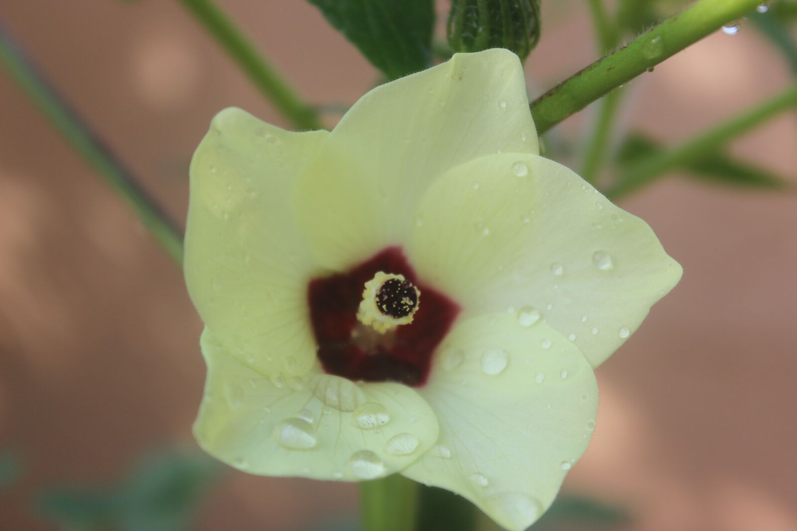 Canon EOS 600D (Rebel EOS T3i / EOS Kiss X5) sample photo. Okra, okra flowers, vegetable photography