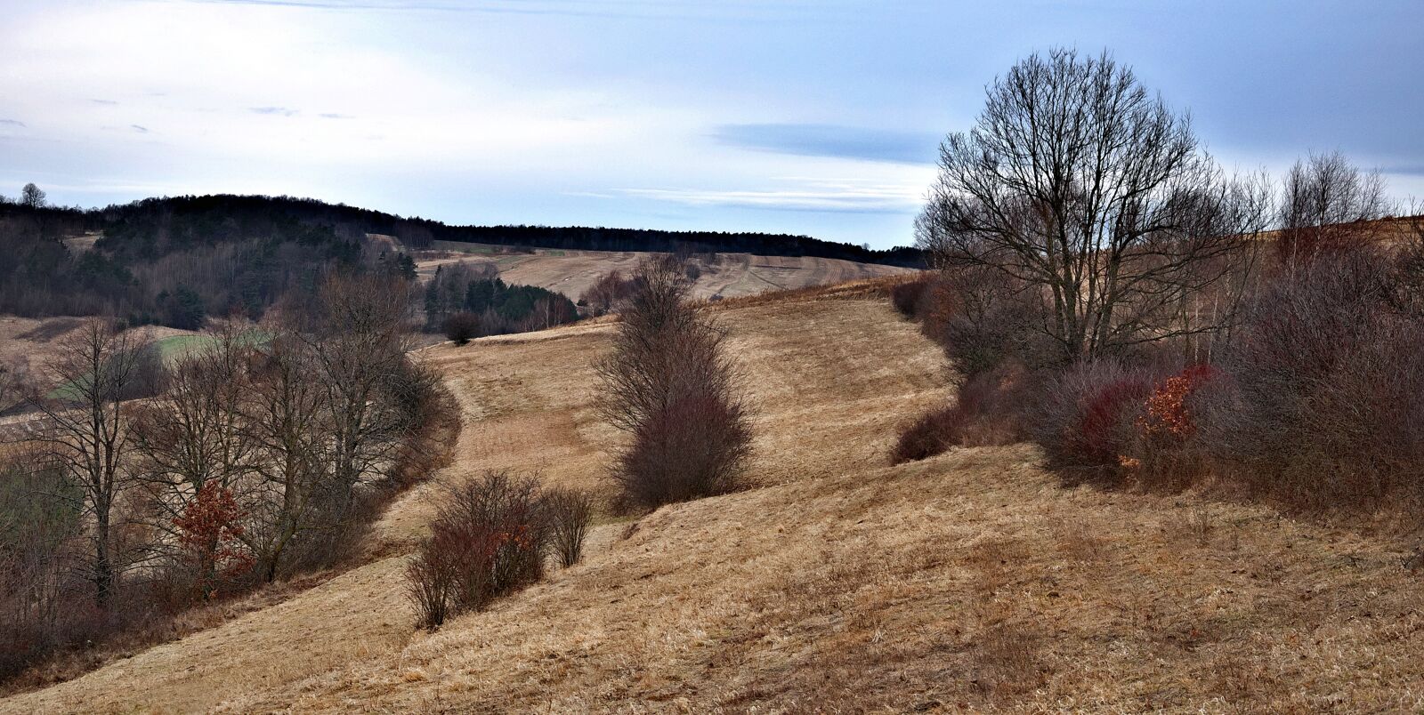 Nikon D90 sample photo. Tree, landscape, nature photography