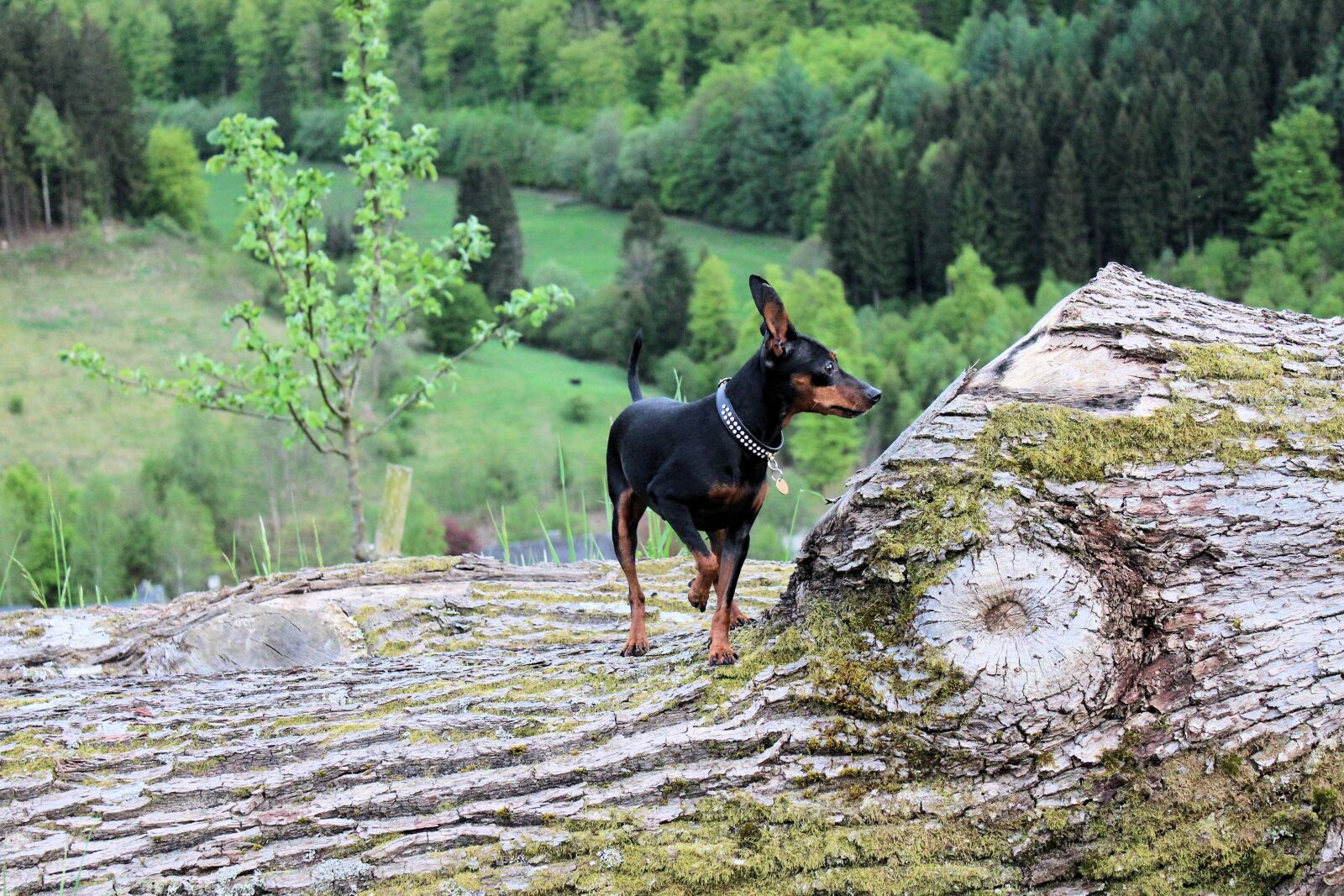 Canon EOS 600D (Rebel EOS T3i / EOS Kiss X5) sample photo. Miniature pinscher, strains, log photography