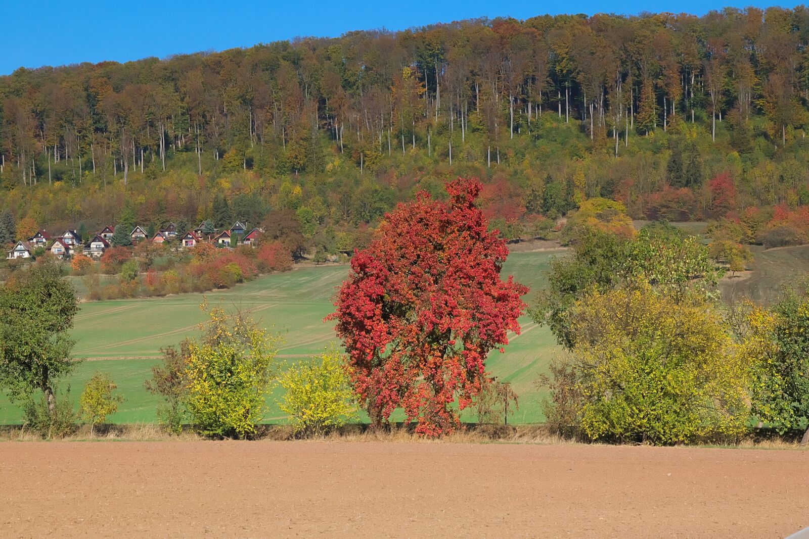 Nikon D3300 sample photo. Autumn, colorful, nature photography