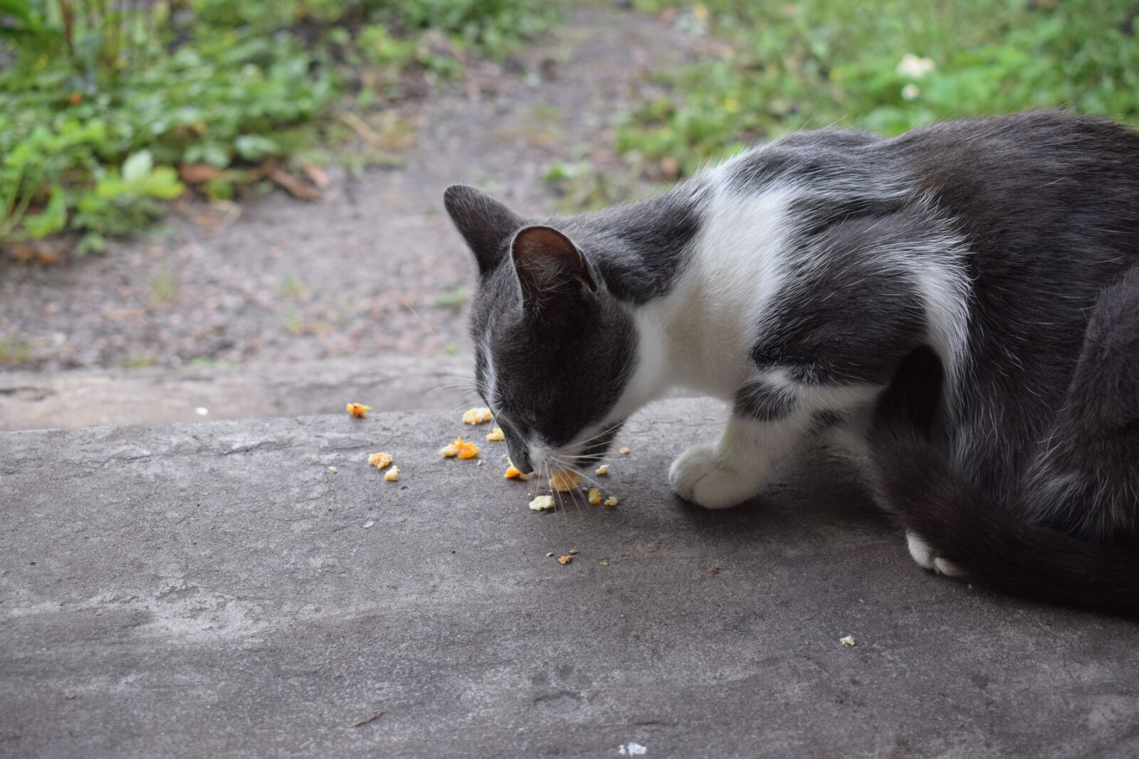 Nikon D3300 sample photo. Cat, animal, fur photography