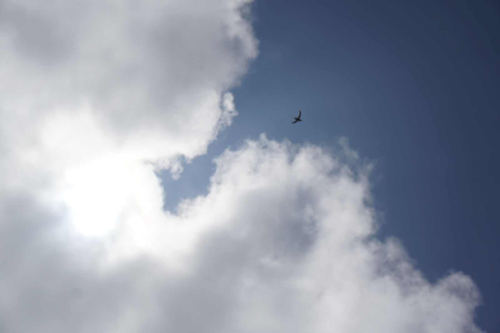 Sony E 16-50mm F3.5-5.6 PZ OSS sample photo. Bird, blue, sky, clear photography
