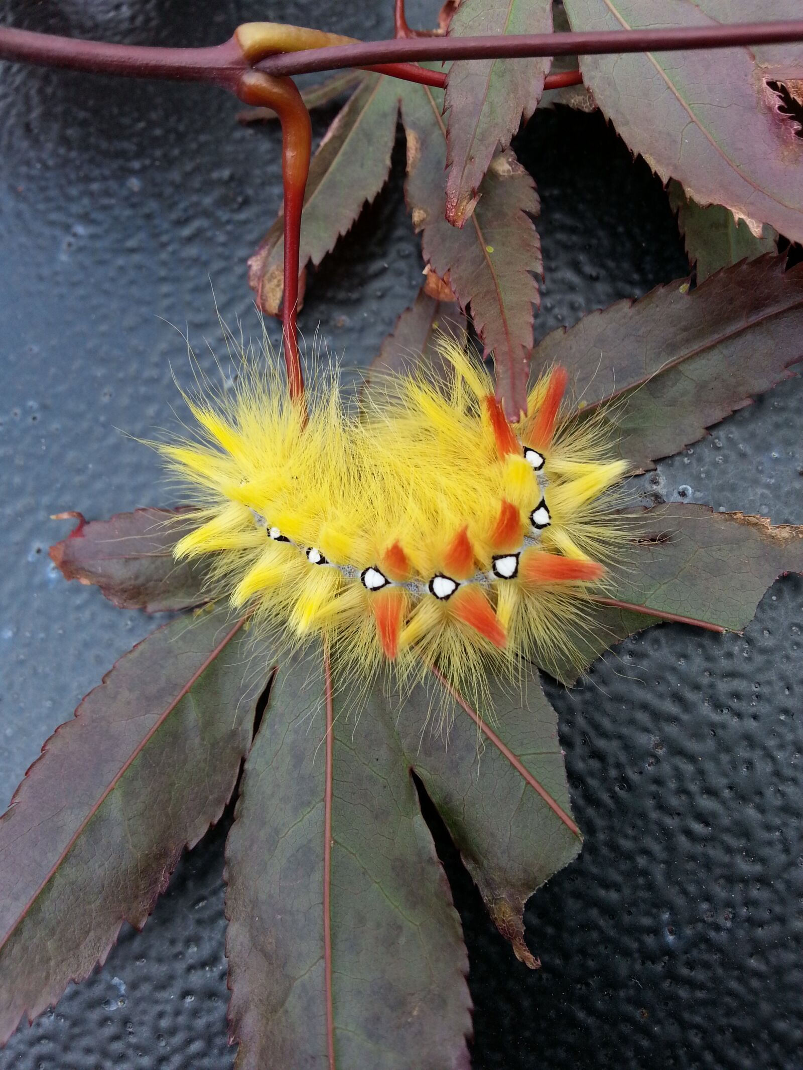 Samsung Galaxy S3 sample photo. Caterpillar, insect, nature photography
