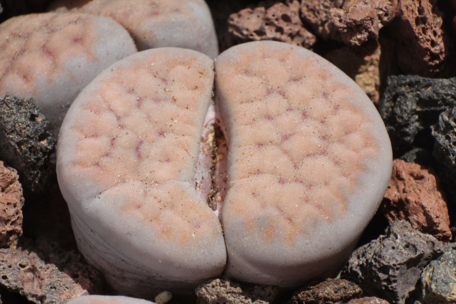 Canon EOS 1200D (EOS Rebel T5 / EOS Kiss X70 / EOS Hi) sample photo. Lithops schwantesii, lithops, stone photography