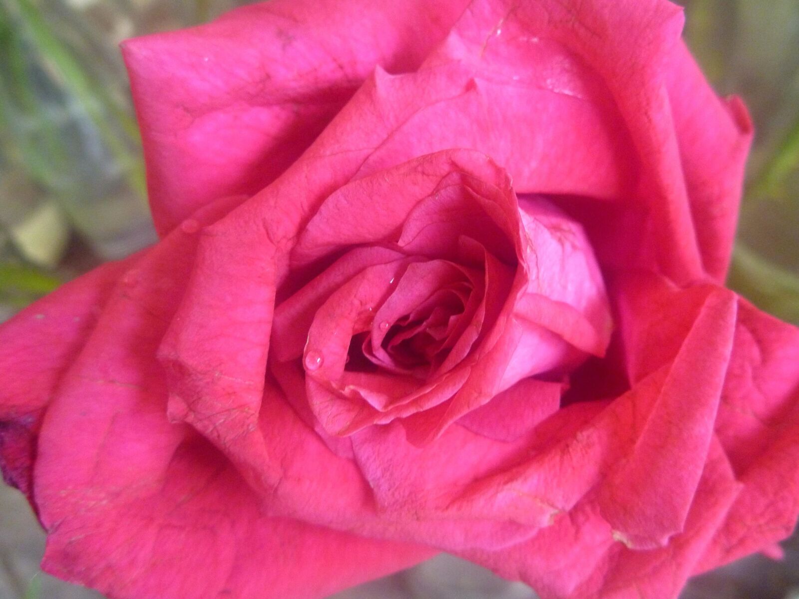 Panasonic DMC-TS2 sample photo. Rose flower, petal, garden photography
