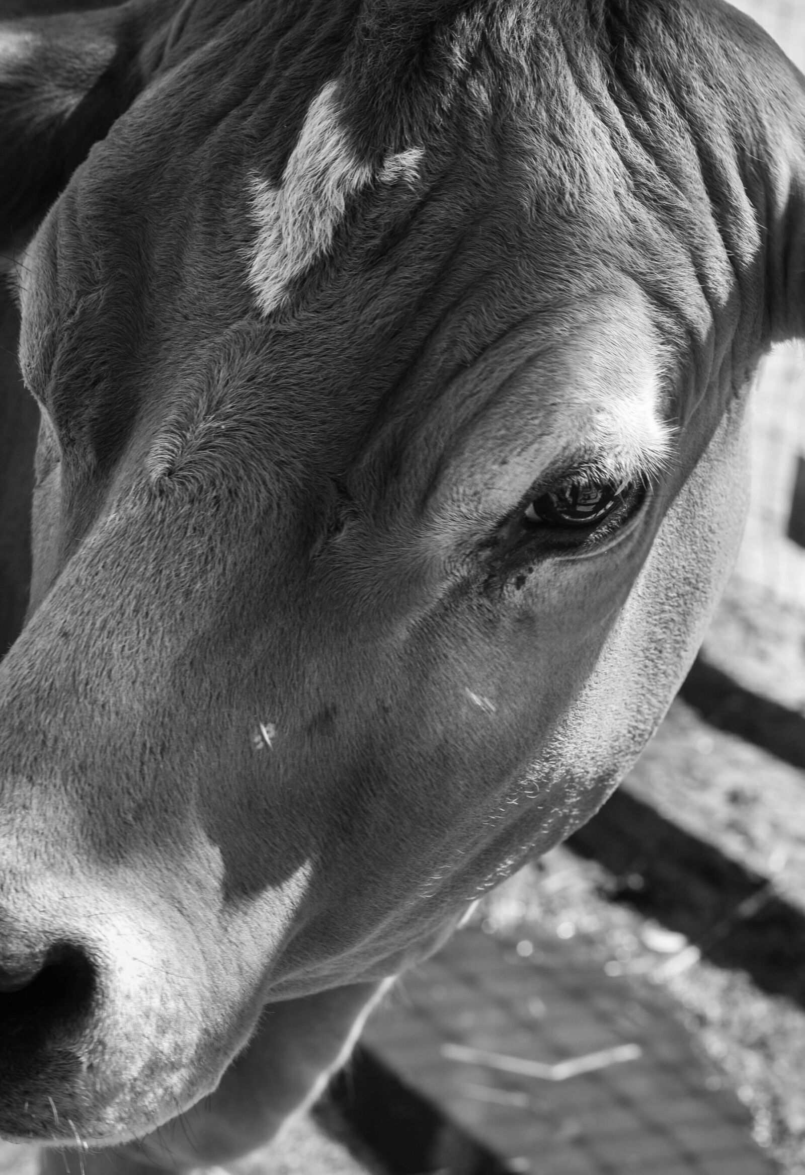 Canon EOS 1000D (EOS Digital Rebel XS / EOS Kiss F) + Canon EF 50mm F1.8 STM sample photo. Cow, black and white photography