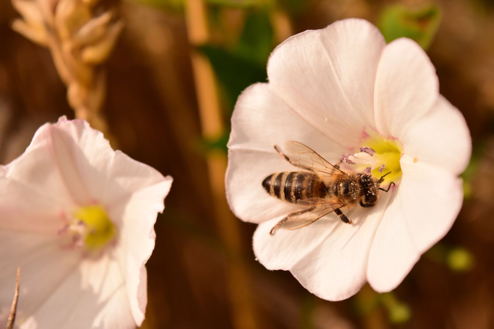 Nikon D3300 sample photo. Blossom, bloom, white photography