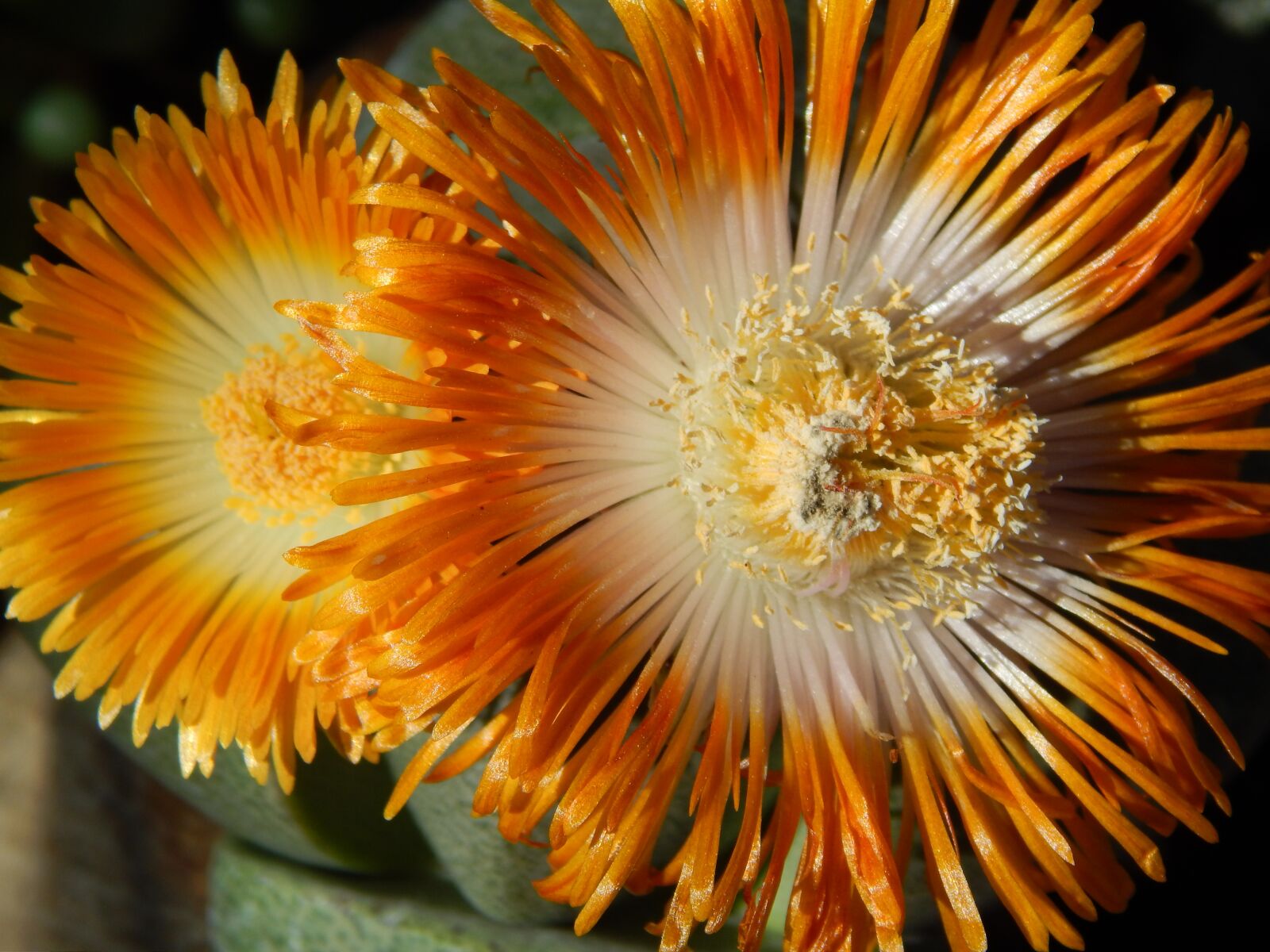 Nikon Coolpix L820 sample photo. Lithops, living stone, cactus photography