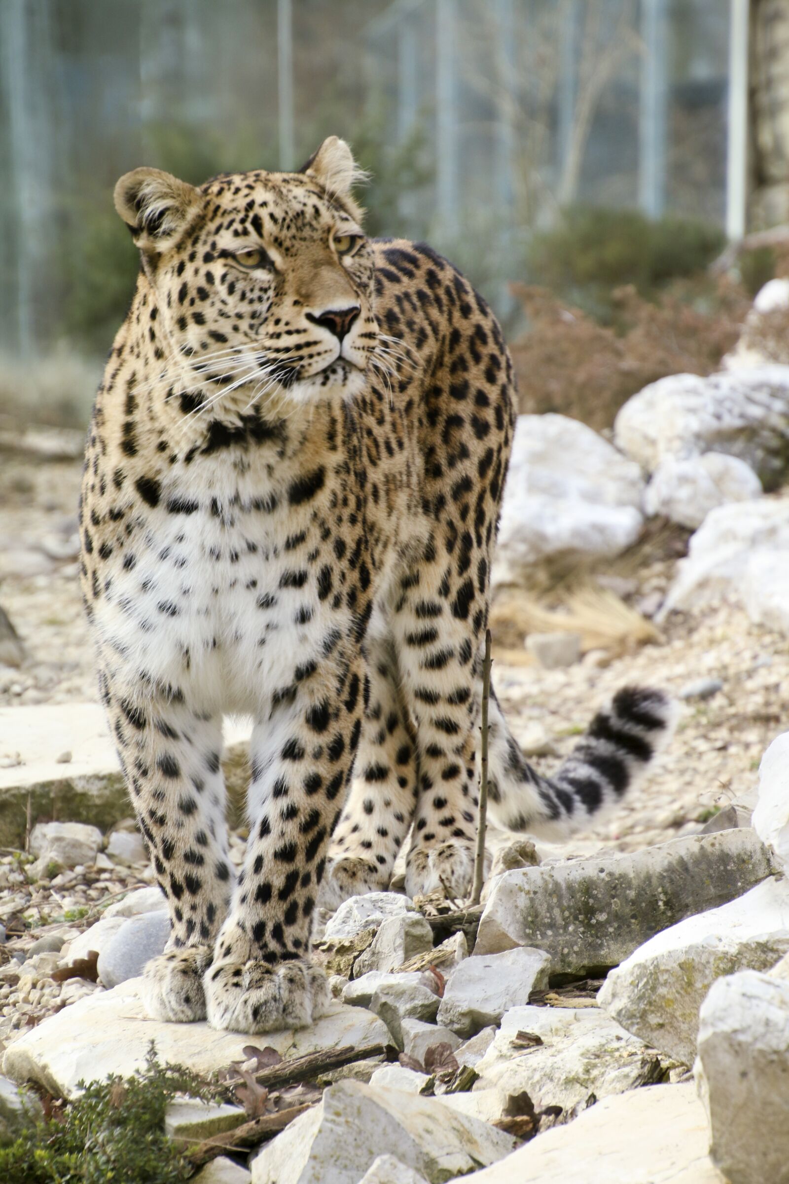 Canon EOS 70D sample photo. Persian leopard, leopard, full photography