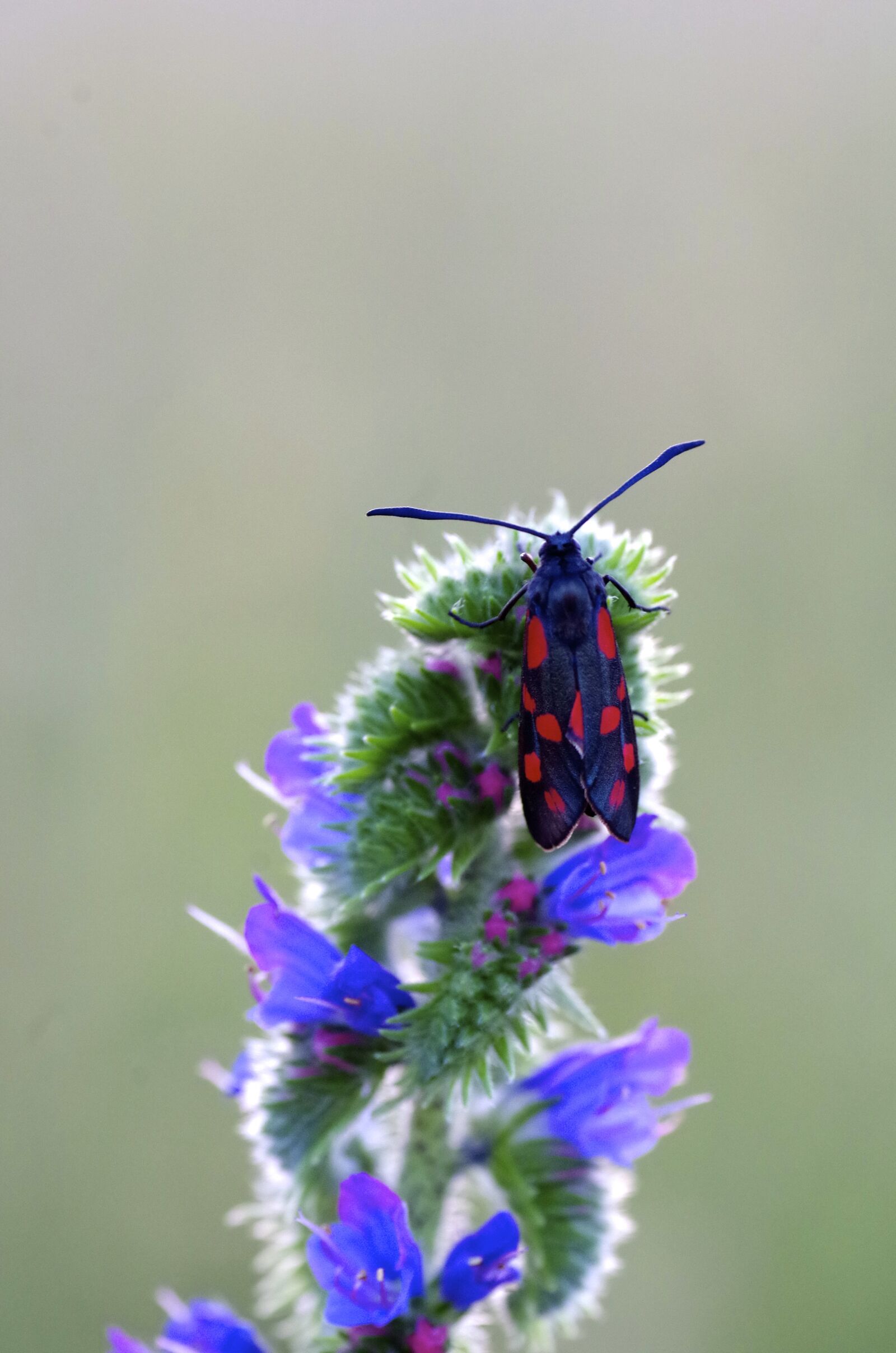 Pentax K-500 sample photo. Butterfly, vipérine, insect photography