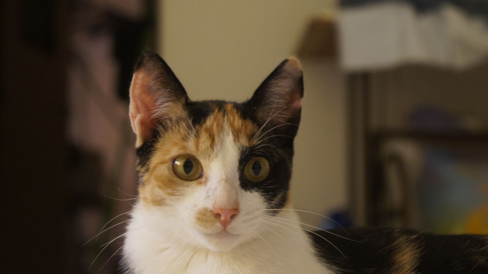 Sony Alpha NEX-C3 + Sony E 18-55mm F3.5-5.6 OSS sample photo. Cat, color, domestic animals photography