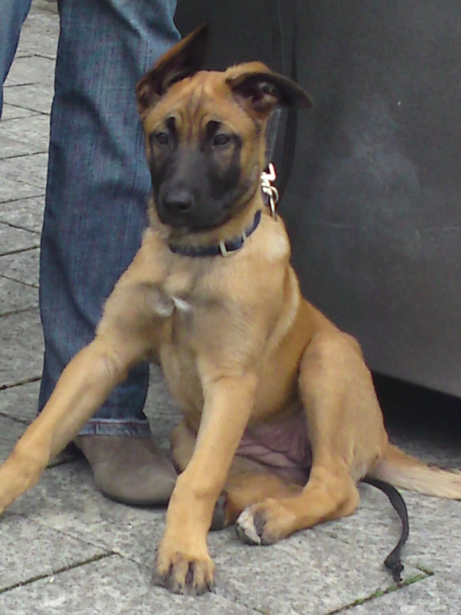 Sony Ericsson C905 sample photo. Puppy, dogs, malinois photography