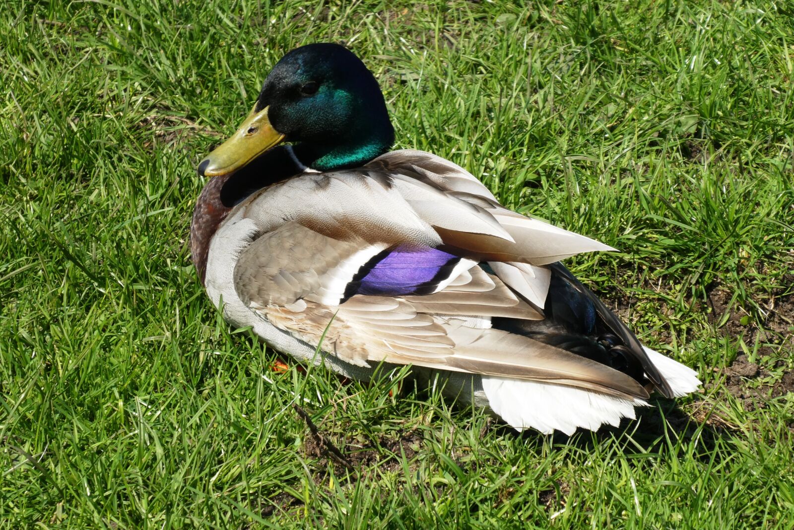 Panasonic Lumix DC-ZS70 (Lumix DC-TZ90) sample photo. Duck, grass, nature photography