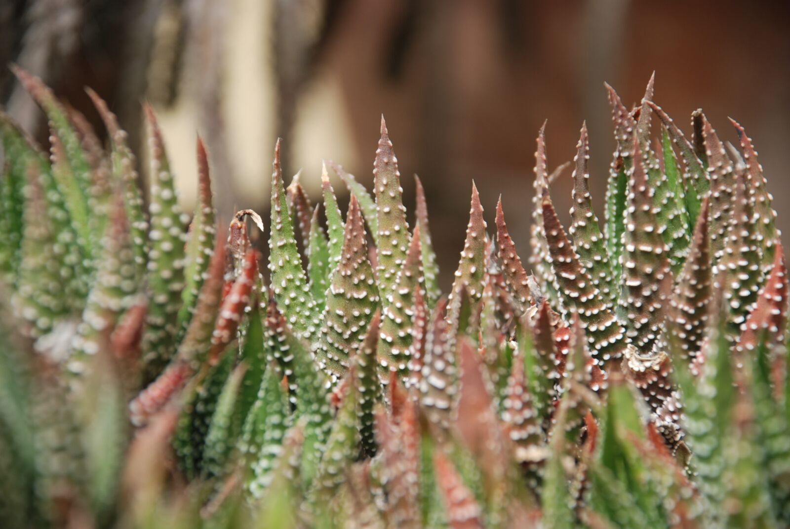 Nikon D80 sample photo. Plants, green, thorns photography