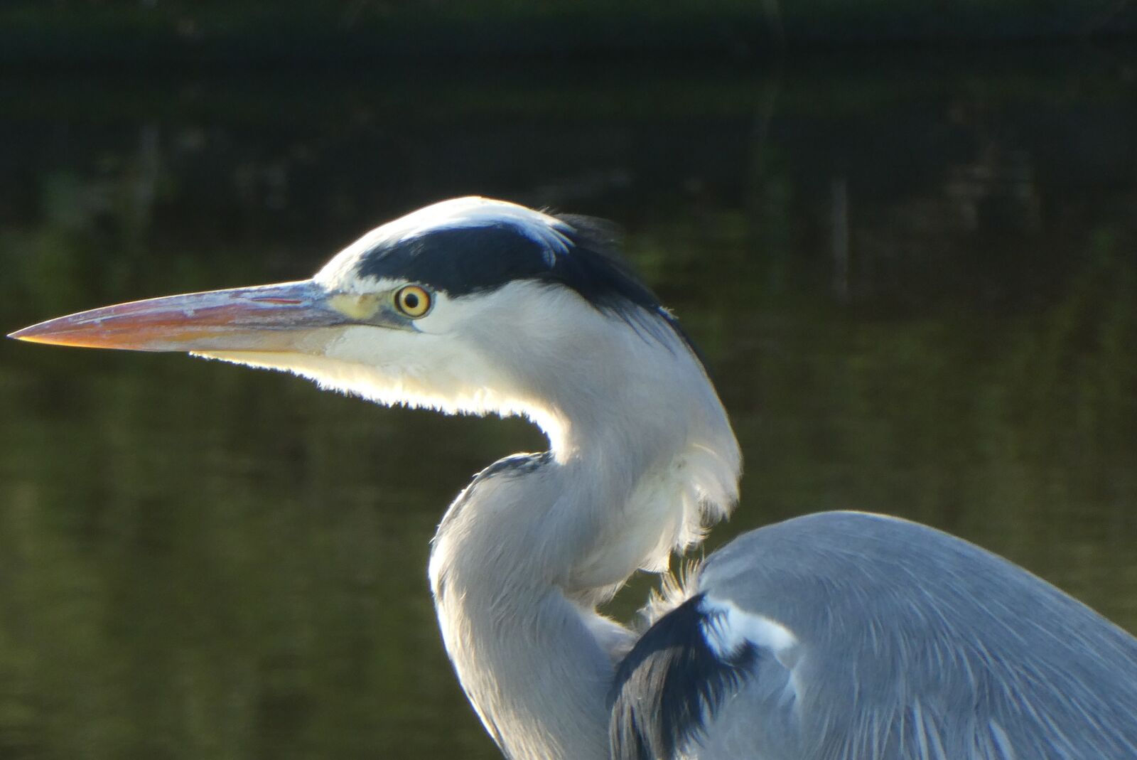 Panasonic Lumix DC-ZS70 (Lumix DC-TZ90) sample photo. Heron, grey heron, head photography