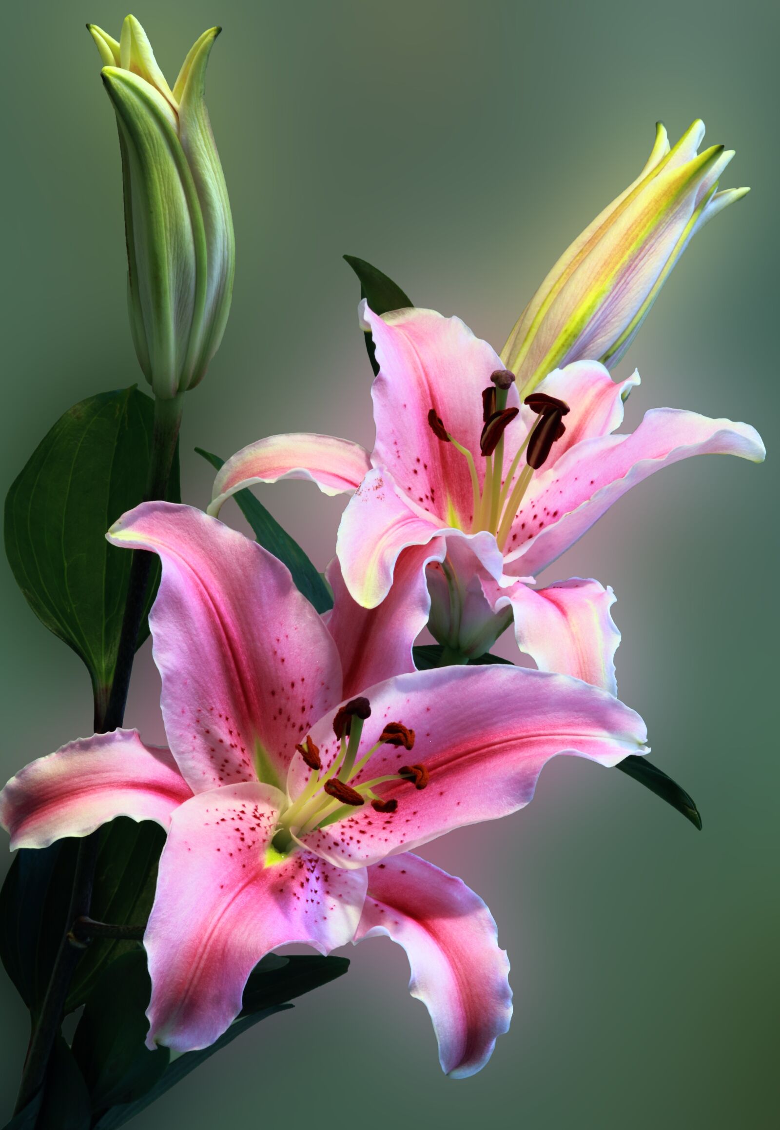 Canon EOS 550D (EOS Rebel T2i / EOS Kiss X4) sample photo. Pink, tiger, lily, on photography