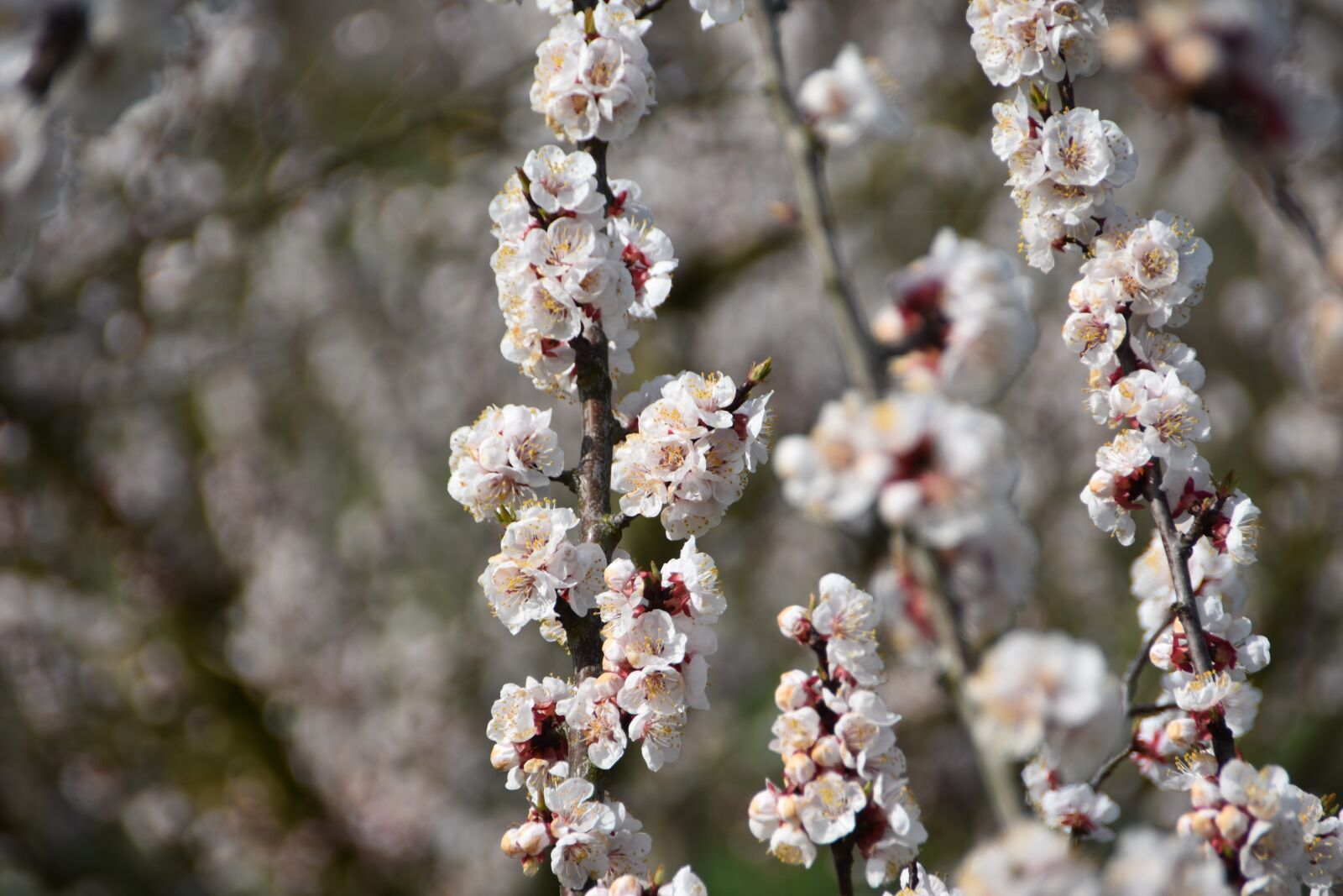 Nikon D7200 sample photo. Flowers, petal, apricot blossom photography