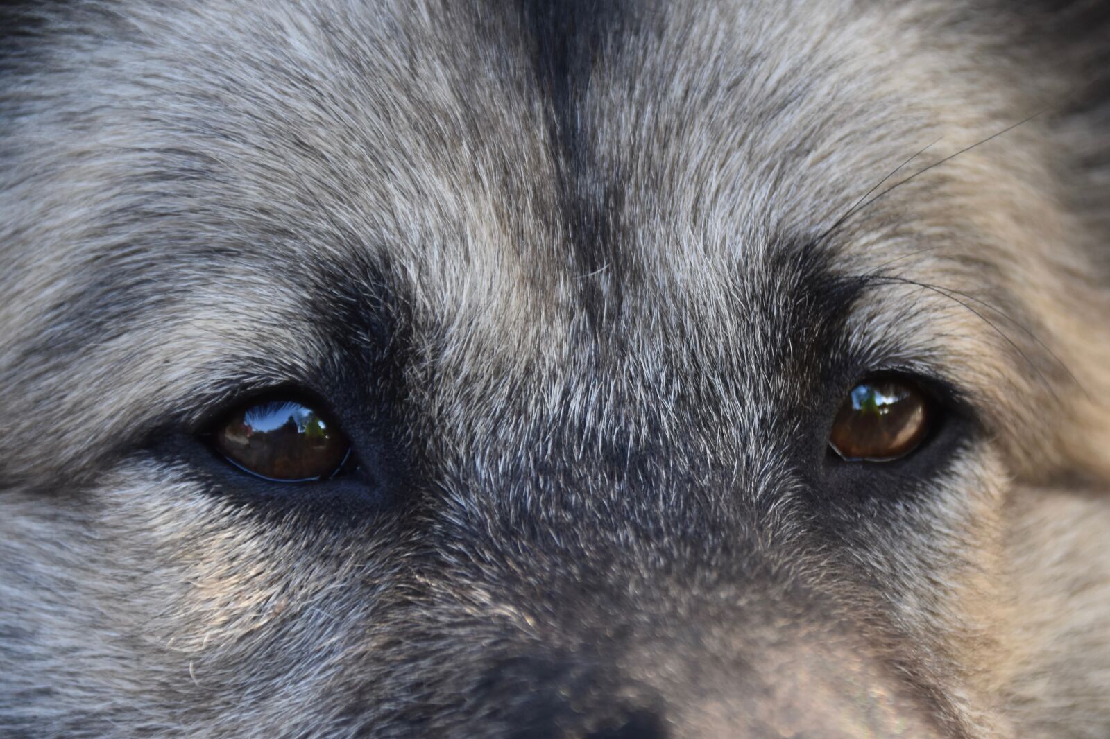 Nikon D5600 sample photo. Dog, next to dog photography