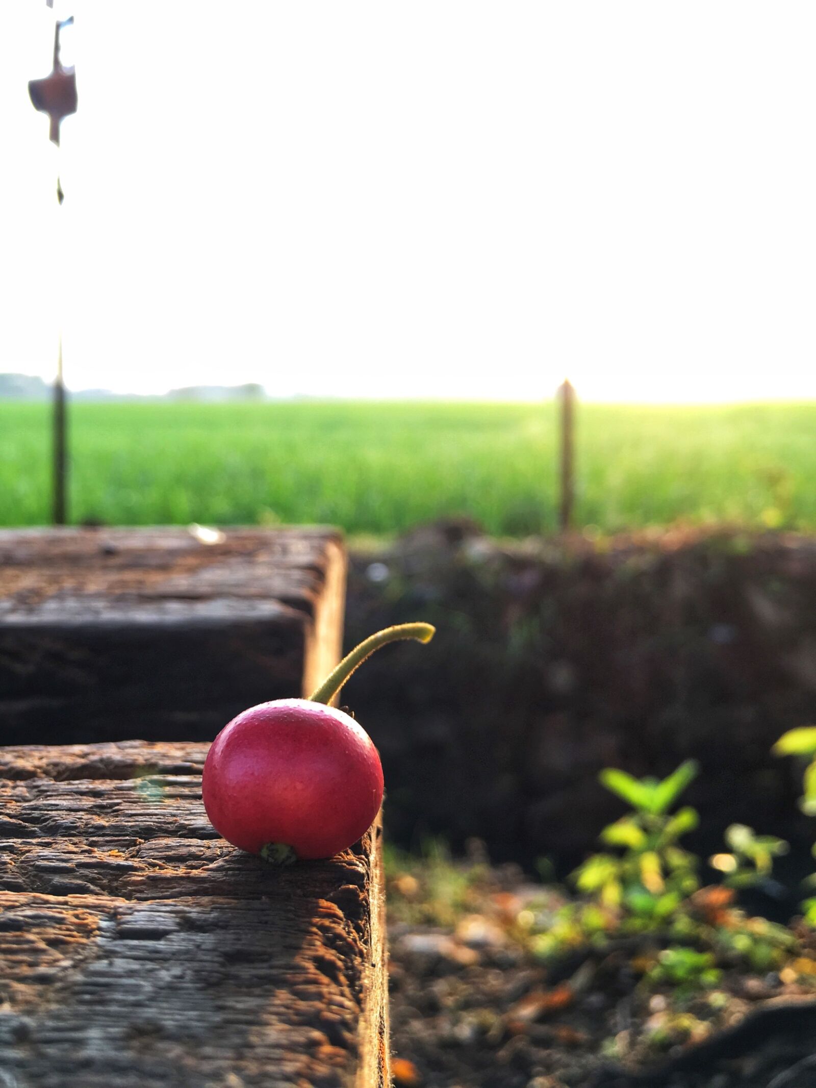 Apple iPhone 6s Plus sample photo. Cherry, morning, nature, photographer photography