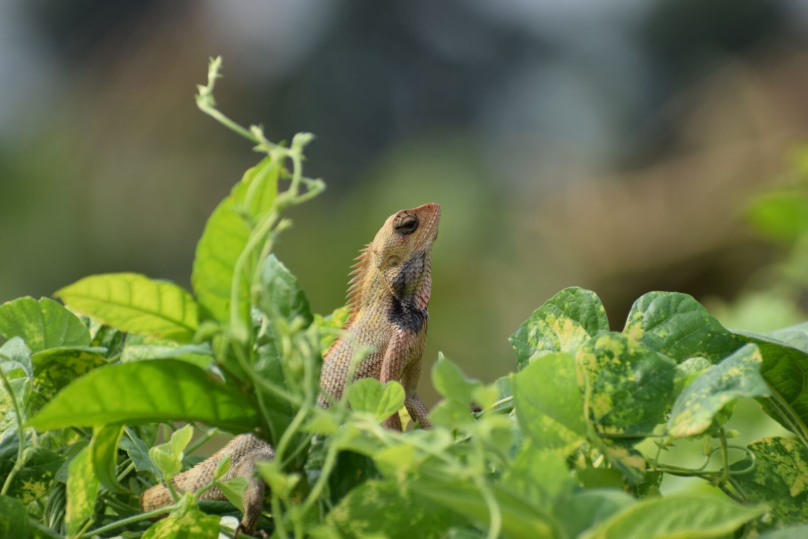 Nikon D5300 sample photo. Garden lizard, nature, lizard photography