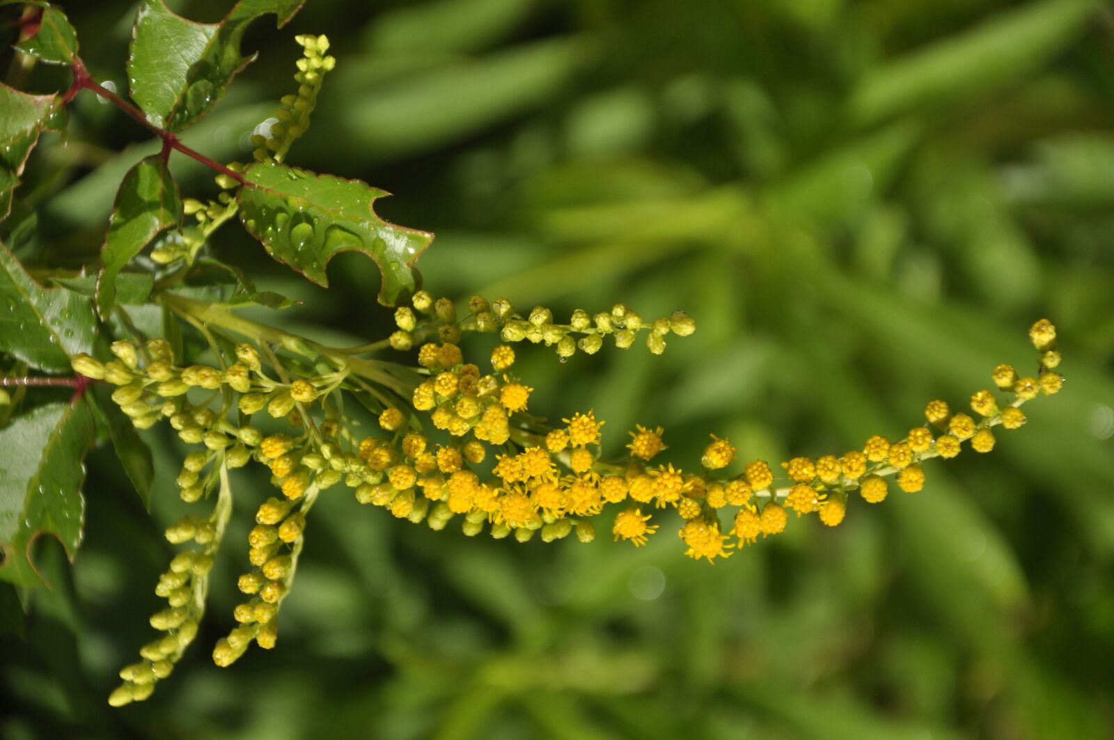 Nikon D90 sample photo. Flowers, yellow, leaves photography