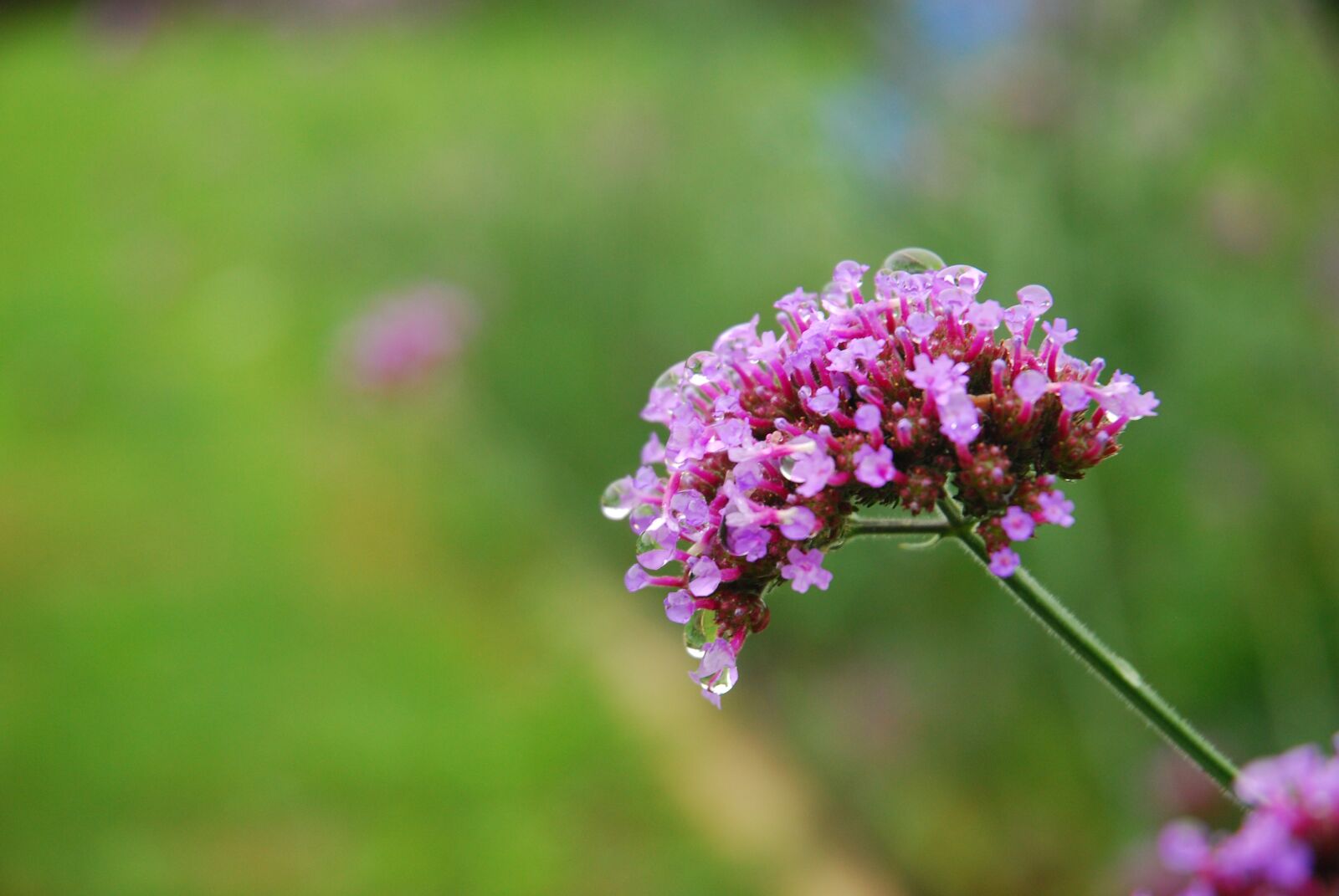 Nikon D80 sample photo. Flower, bokeh, close-up photography