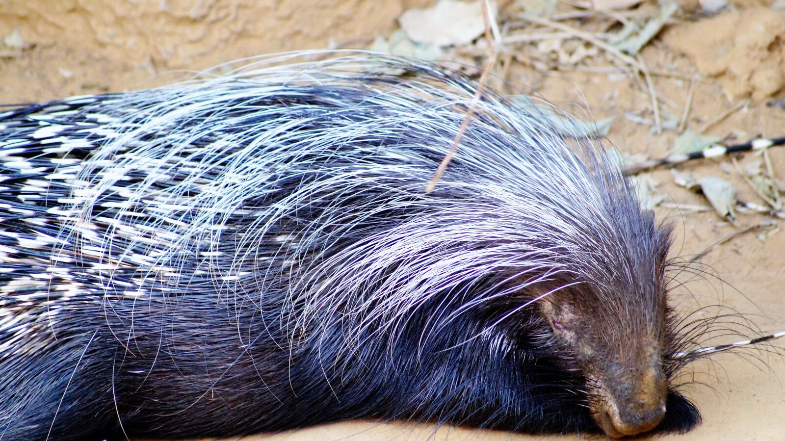 Sony SLT-A58 sample photo. Porcupine, animal, wild photography
