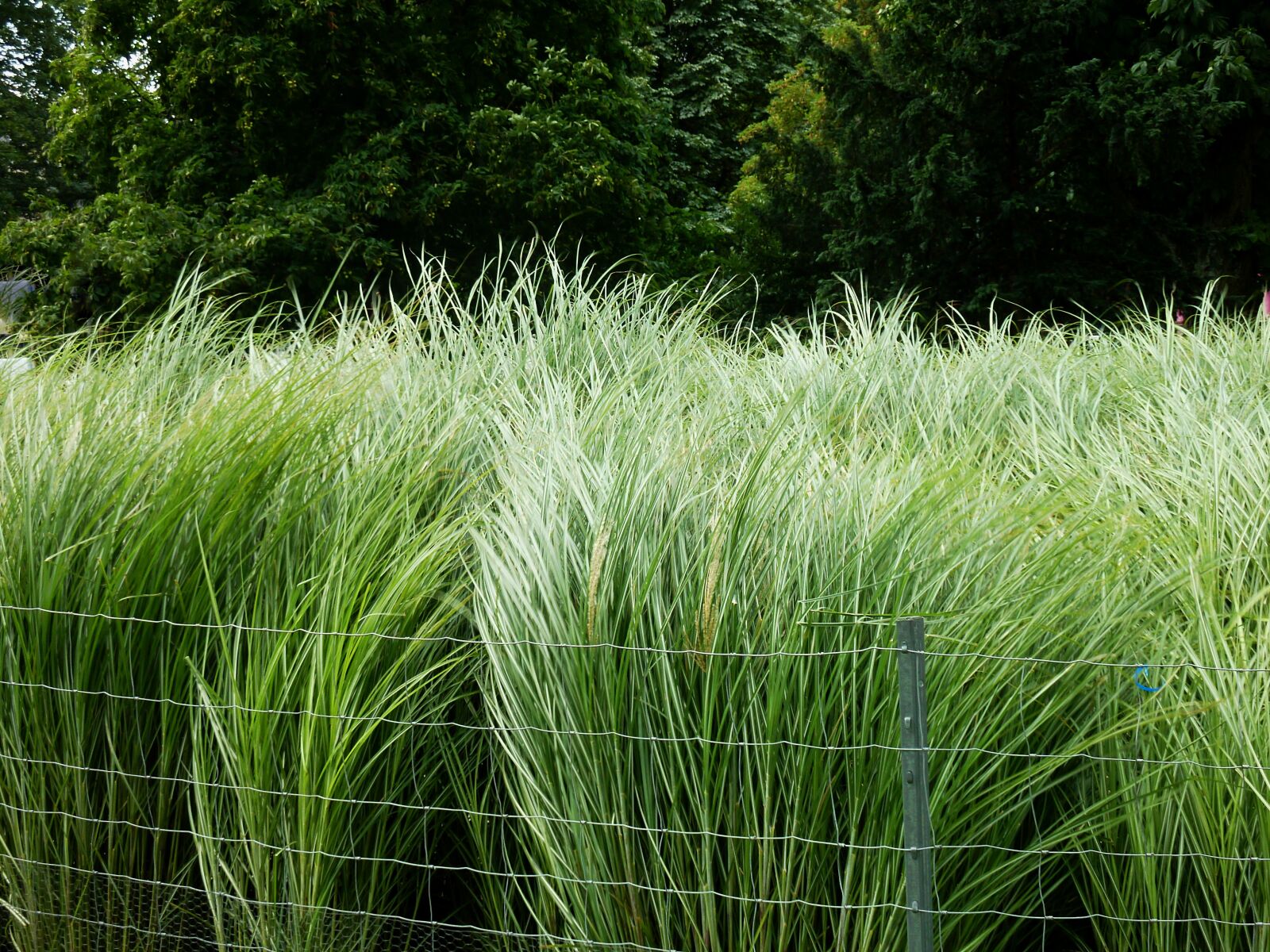 Panasonic DMC-TZ7 sample photo. Rush, grass, green photography