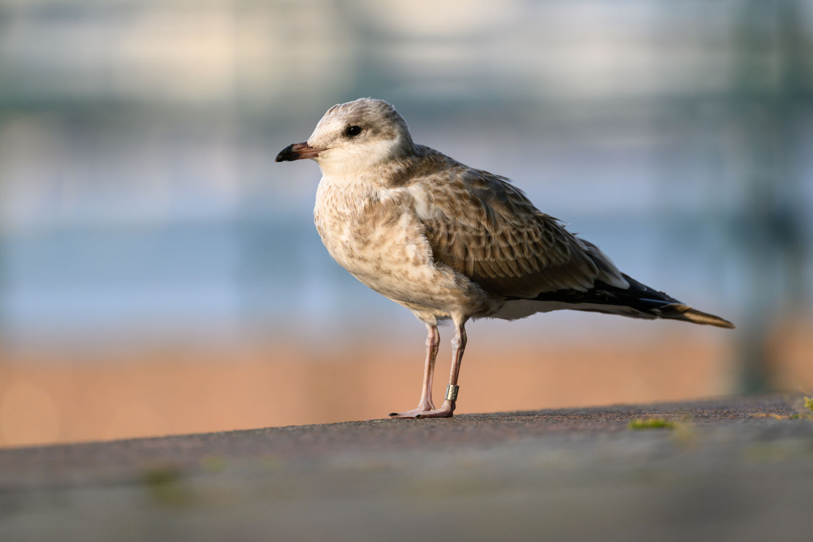Nikon Nikkor Z 180-600mm F5.6-6.3 VR sample photo. Young seagull photography