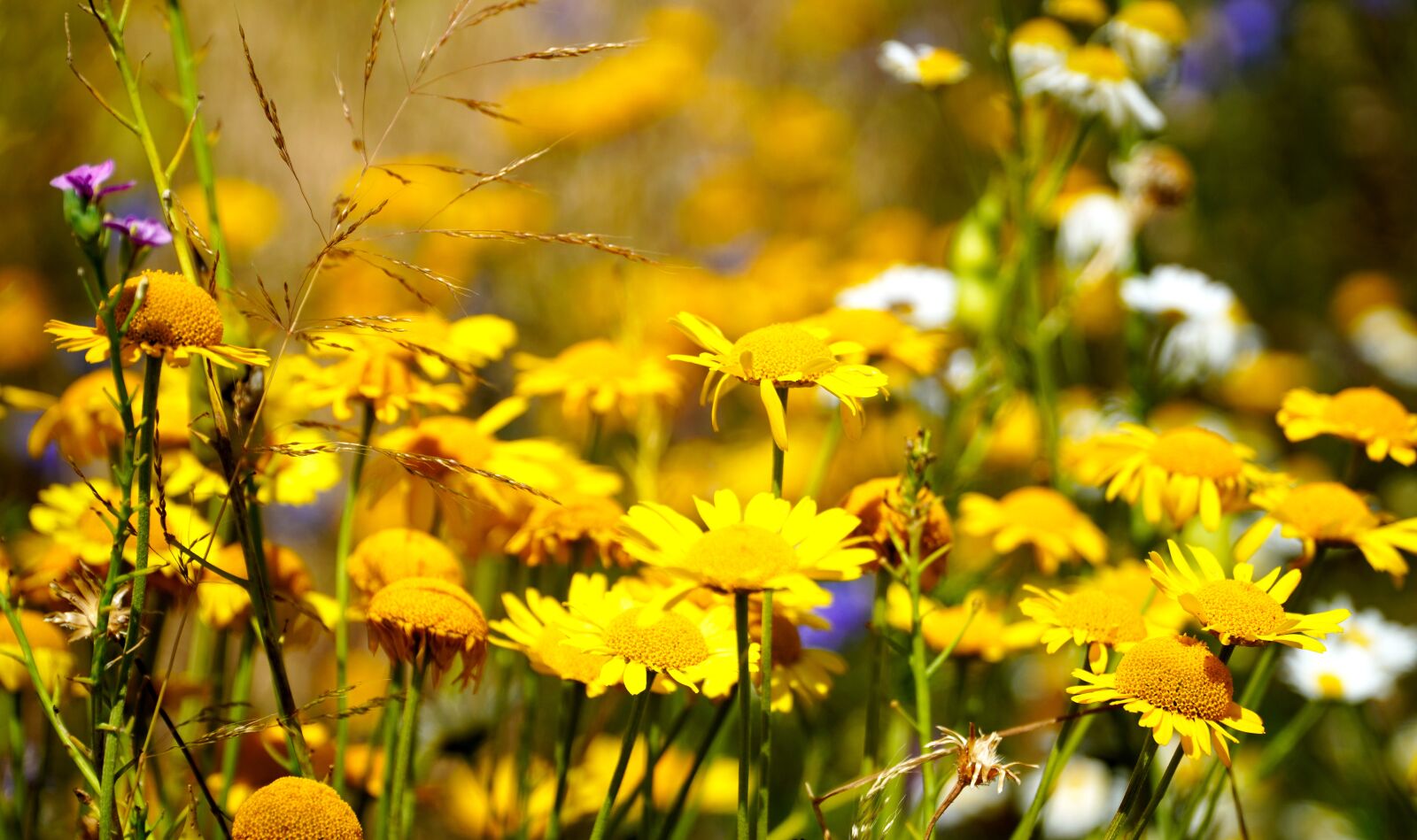 Sony E PZ 18-105mm F4 G OSS sample photo. Flower meadow, wild flowers photography