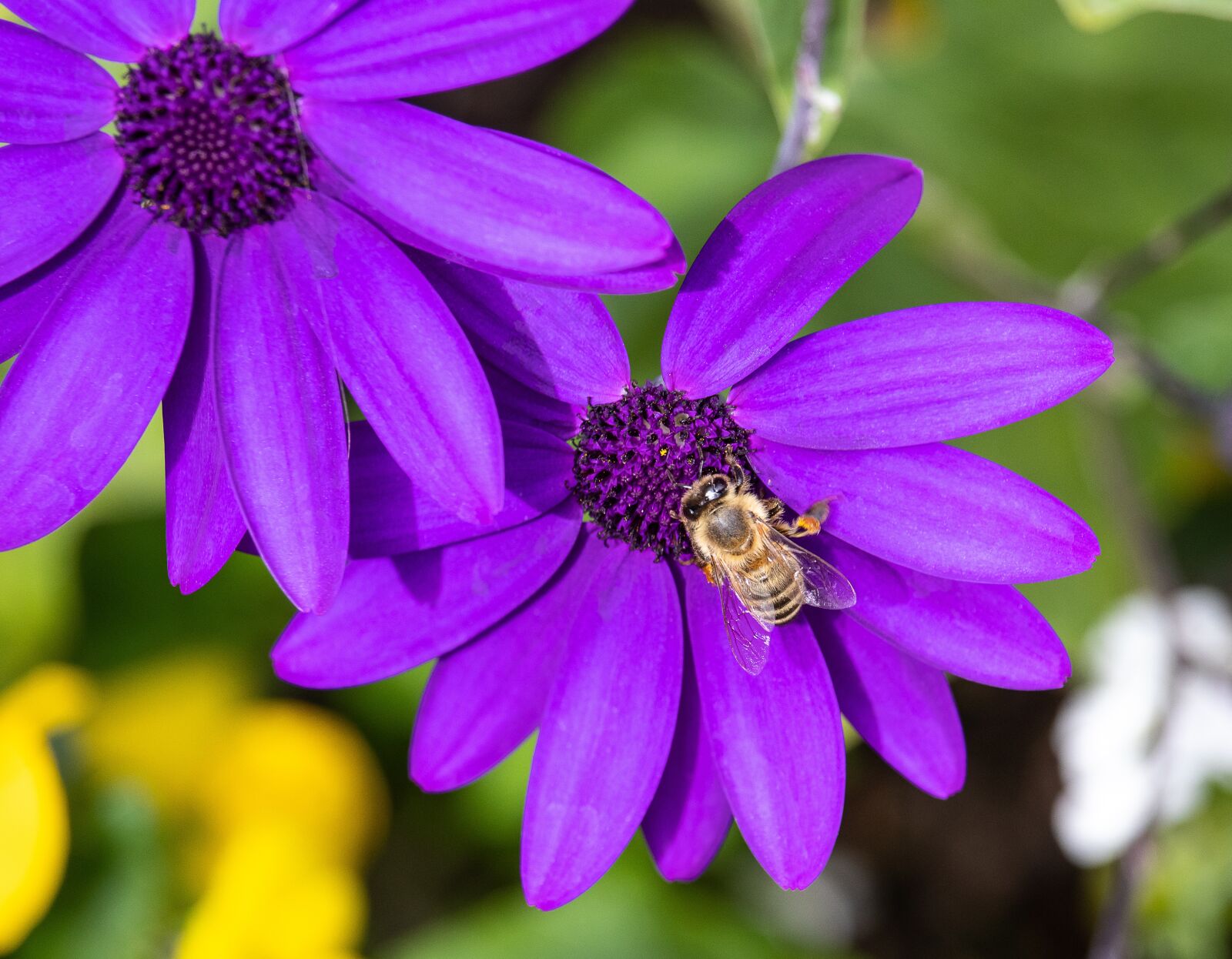 Canon EOS 80D sample photo. Flower, plant, ornamental plant photography