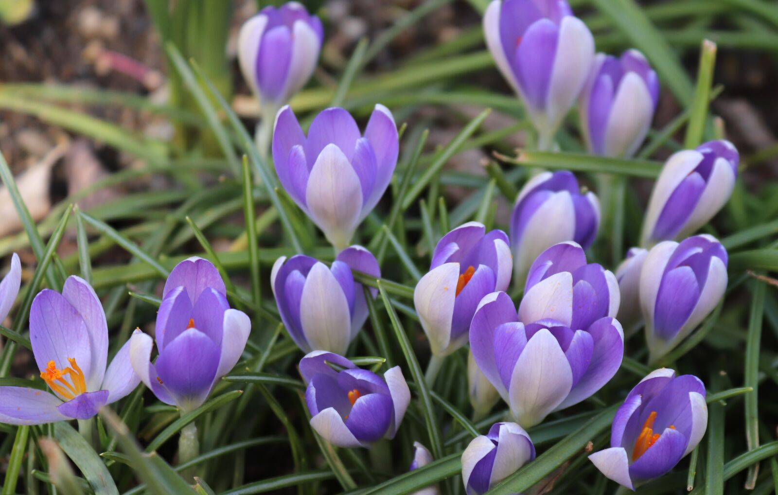 Canon EOS 200D (EOS Rebel SL2 / EOS Kiss X9) sample photo. Crocus, spring, flowers photography