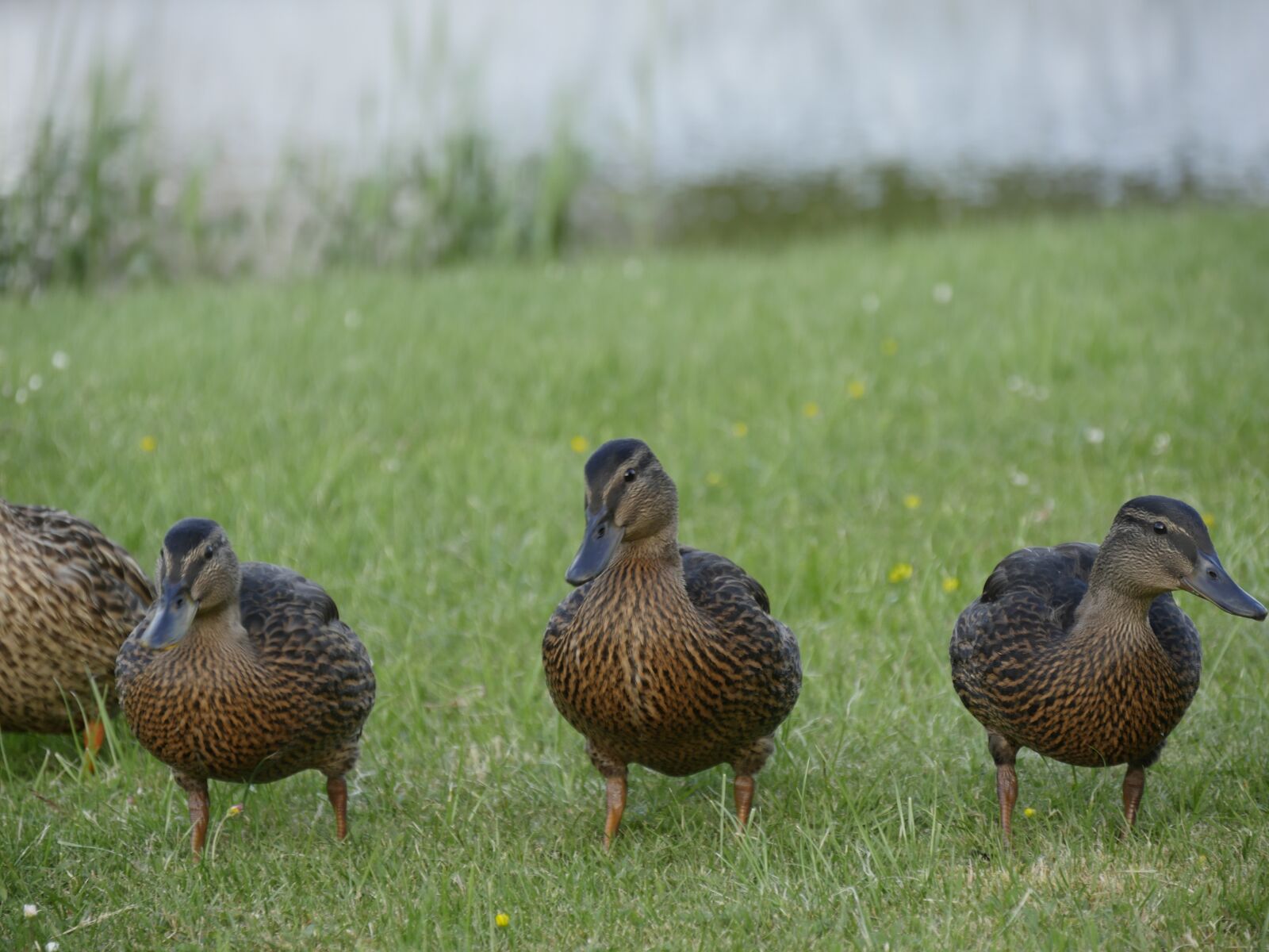 Panasonic Lumix DMC-GH4 sample photo. Ducks, mother, young photography