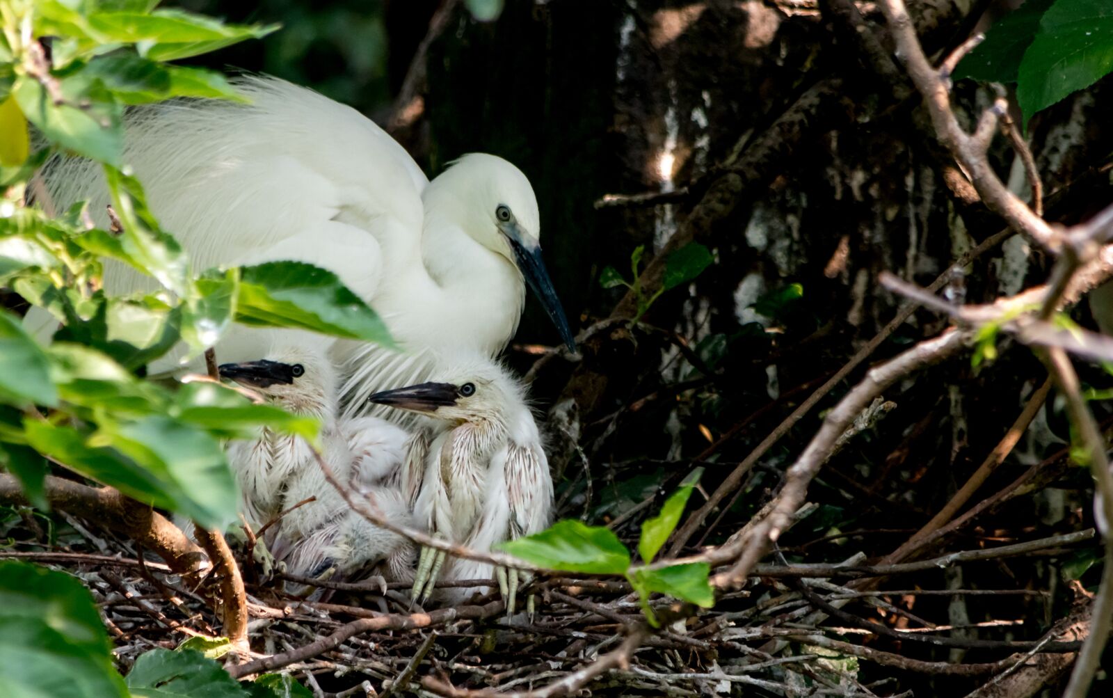 Nikon D5500 sample photo. Egret, bird, chicks photography