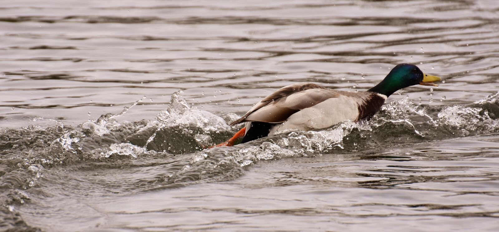 Nikon D7200 sample photo. Duck, escape on the photography