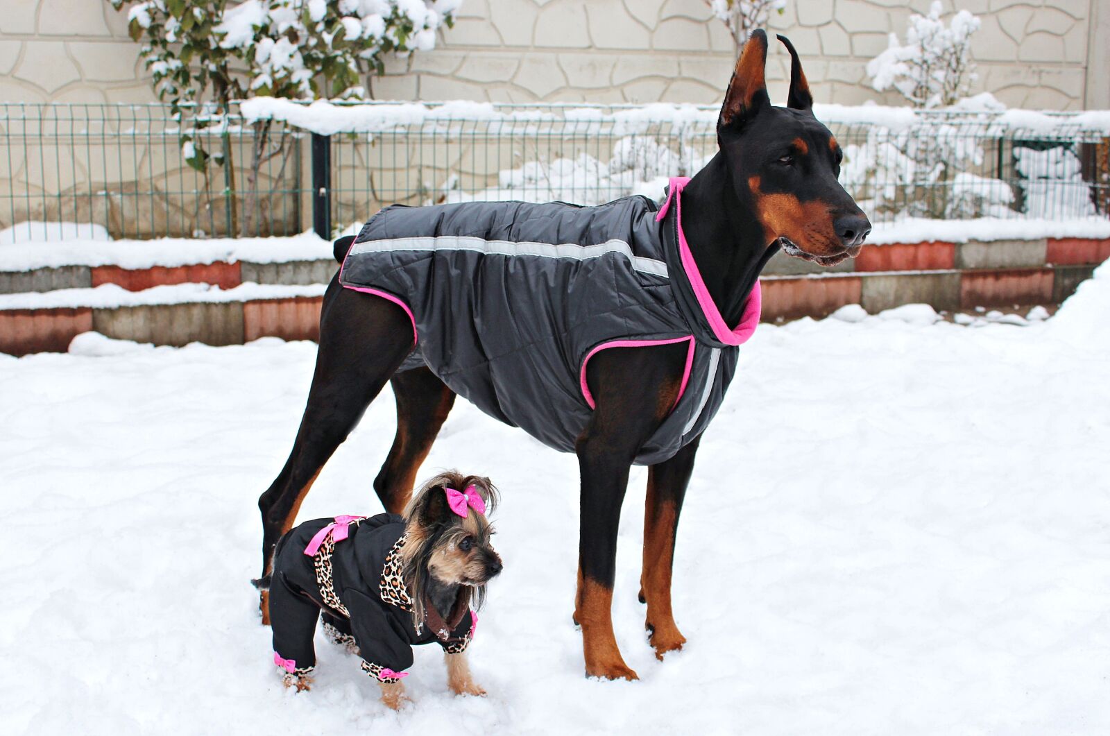 Canon EOS 600D (Rebel EOS T3i / EOS Kiss X5) sample photo. Doberman, york, yorkie photography