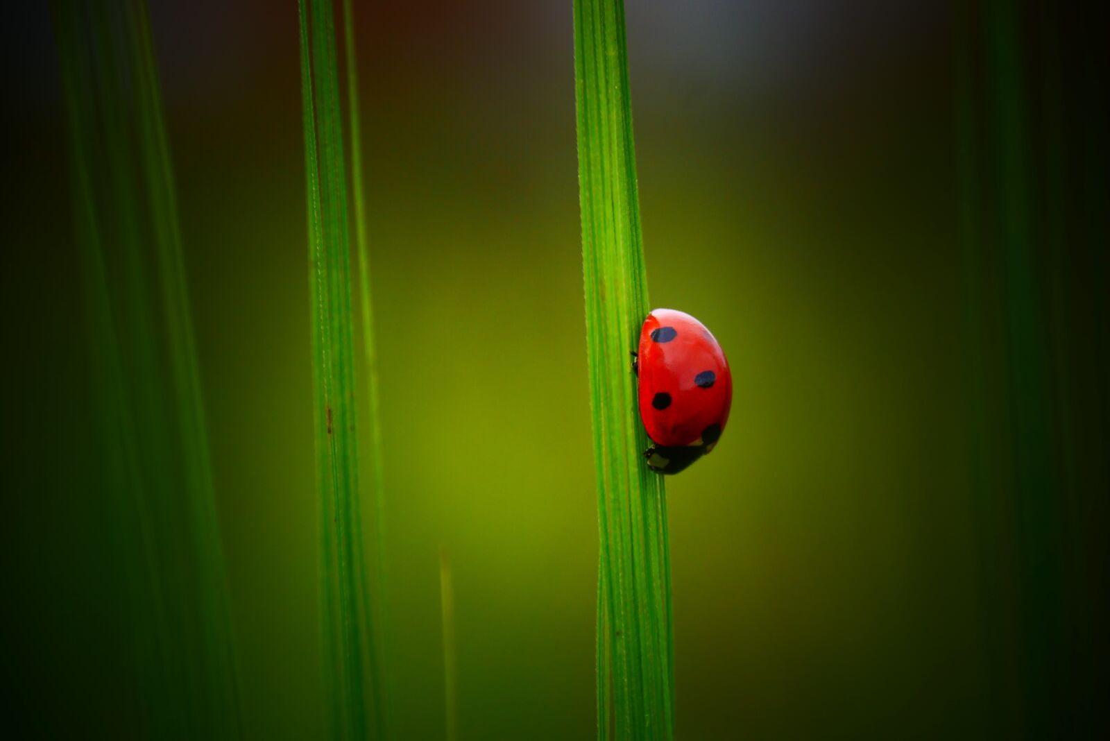 Panasonic Lumix DMC-G85 (Lumix DMC-G80) sample photo. Ladybug, kapoentje, macro photography