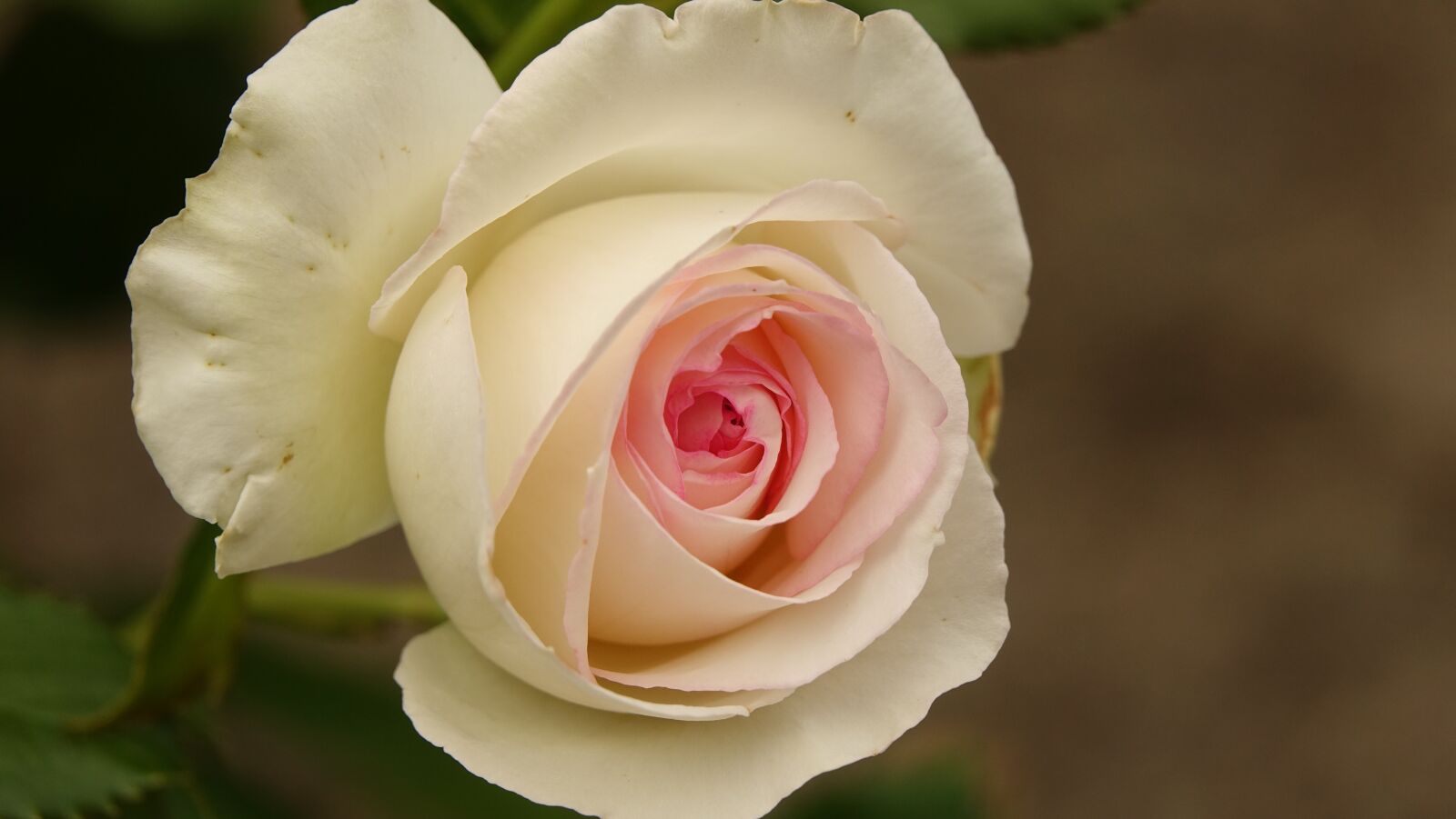 Sony Cyber-shot DSC-RX10 III sample photo. Flower, rosebush, petal photography