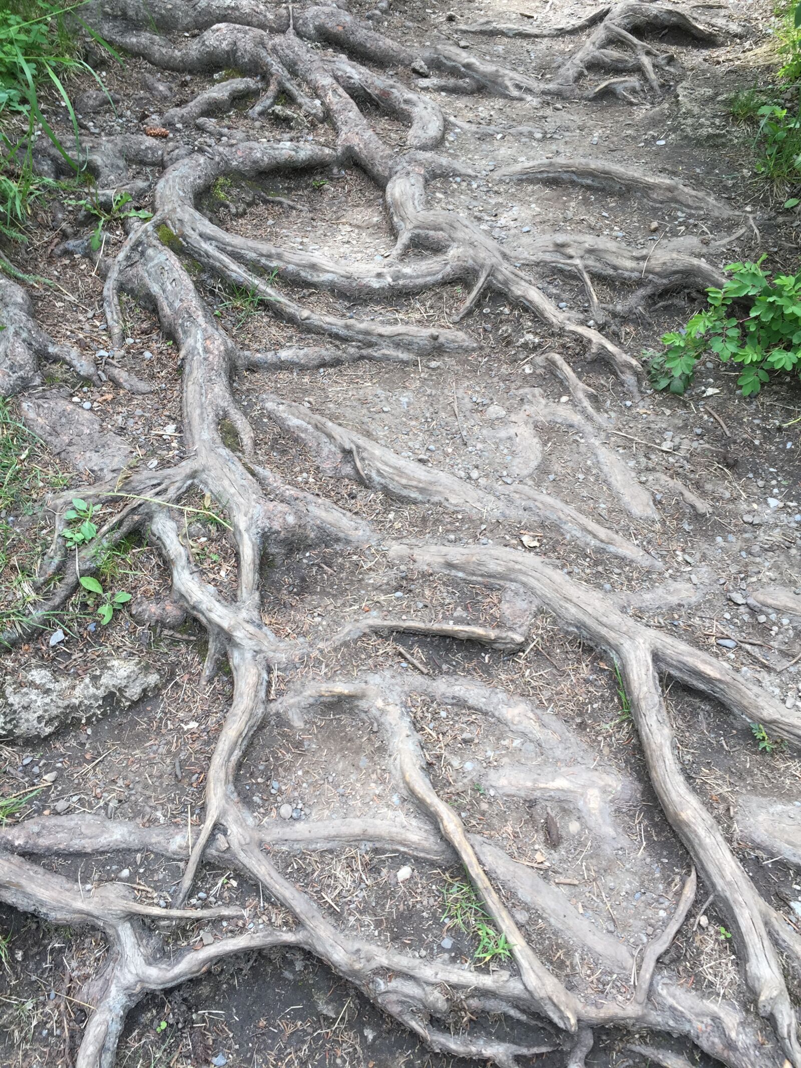 iPhone 6 back camera 4.15mm f/2.2 sample photo. Roots, tree, ground photography