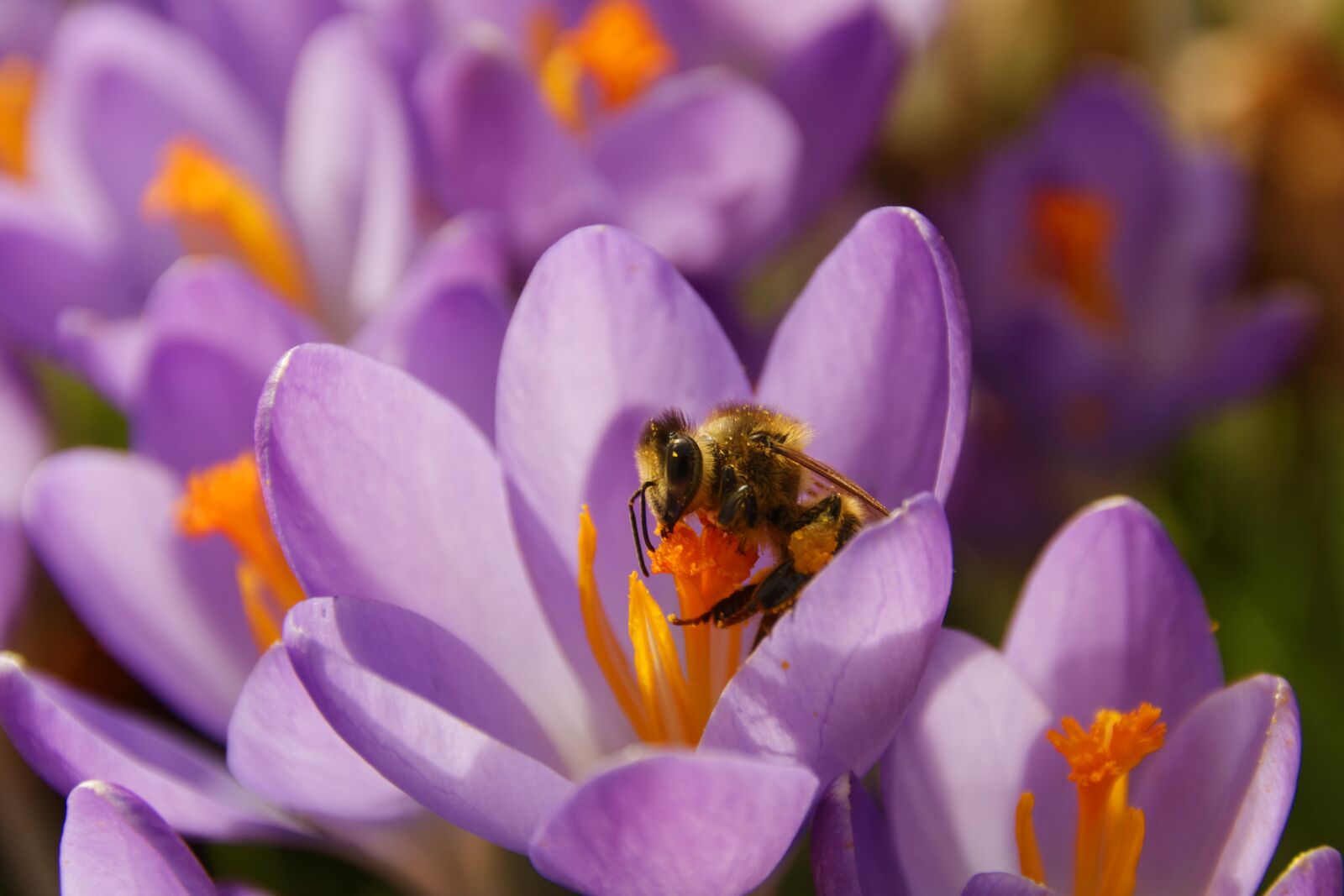 Canon EOS 30D sample photo. Crocus, flower, blossom photography
